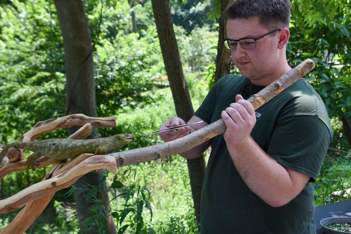 Description Provided by @marylandzoo: 
Keeper with prehensile-tailed skink