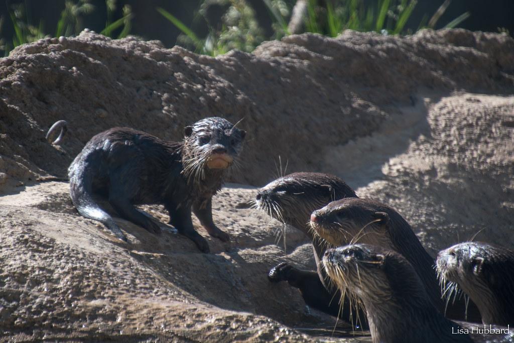 This image depicts a group of five otters gathered around a muddy river bank. One otter is standing on the bank, while the other four are submerged in the water or peeking out from the mud. Their dark fur blends with the surrounding environment, and they appear to be focused on something in the water. The scene suggests a natural setting where these otters are engaging in activities typical of their species.