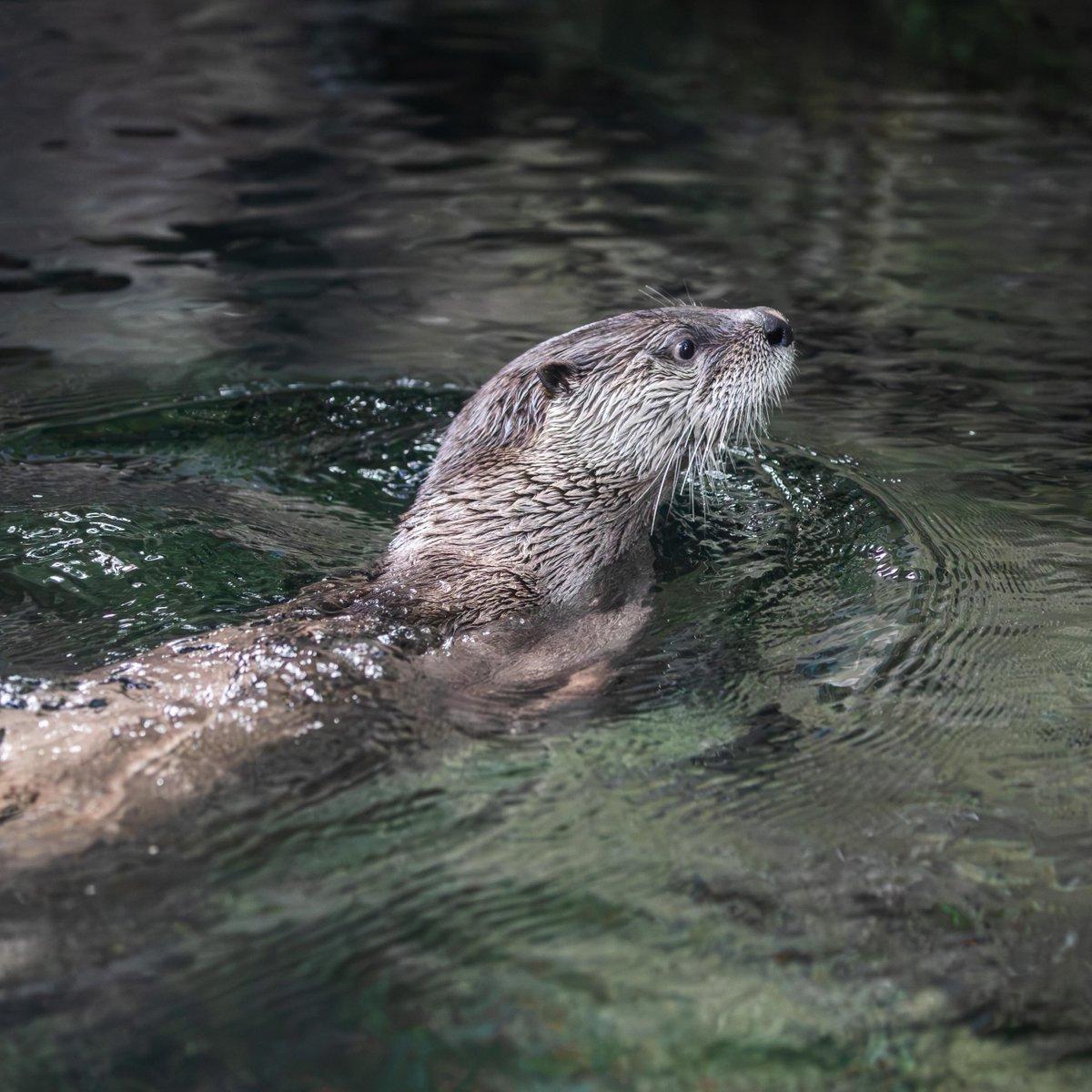 The image shows an otter swimming in a body of water with a greenish hue. The otter's body is partially submerged, with its head and upper body visible above the water. The water appears to be murky, and the otter's fur has a slightly muddy appearance, possibly from its activity.