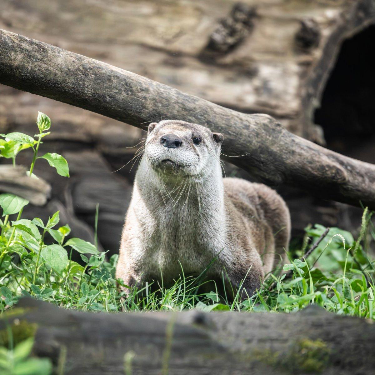 In the heart of a lush green forest, a beige otter stands poised on its hind legs, its front legs hanging over the edge of a log. The otter's body is partially hidden by the log, adding an element of mystery to the scene. The forest is dotted with other trees, their branches forming a canopy that filters the sunlight and casts shadows on the ground below. The otter's gaze is directed towards the camera, creating a sense of connection with the viewer.