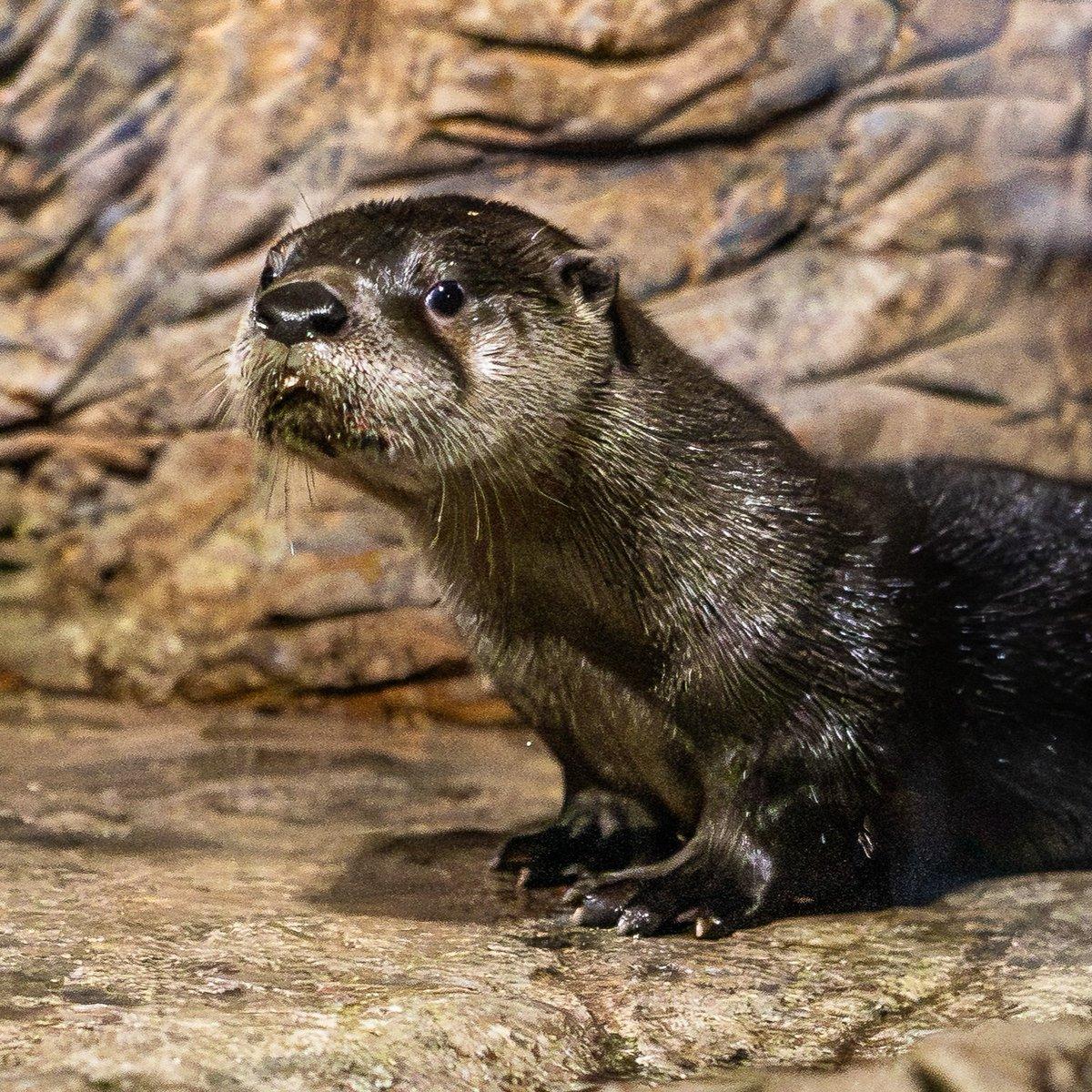 A small otter is the main subject in this image, sitting on a rock with its front paws resting on its stomach. The rock is part of a larger rock formation in the background, and the otter's face is prominently visible in the frame. The otter's wet fur suggests that it might have been out in the water or engaged in some water-based activity.