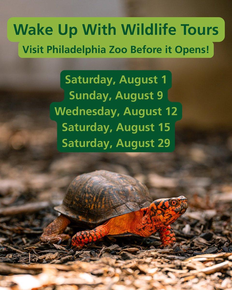 The image shows a turtle resting on a bed of leaves. The turtle is positioned on the left side of the frame, while the leaves and rocks are scattered around it. In the background, a sign is visible, likely advertising wildlife tours in the area. The date displayed on the sign indicates that the tours are scheduled for Saturday, August 1.