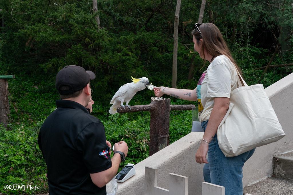 In the image, a woman and a man are standing on a platform, with the man holding a small bird and the woman petting it. The bird is perched on the man's outstretched arm, possibly expecting to be fed by the woman. In the background, there is a railing on the side, and a backpack is visible nearby.