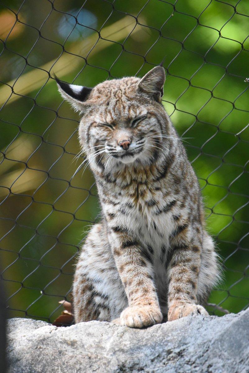 Description Provided by @marylandzoo: 
Sleepy bobcat with eyes closed