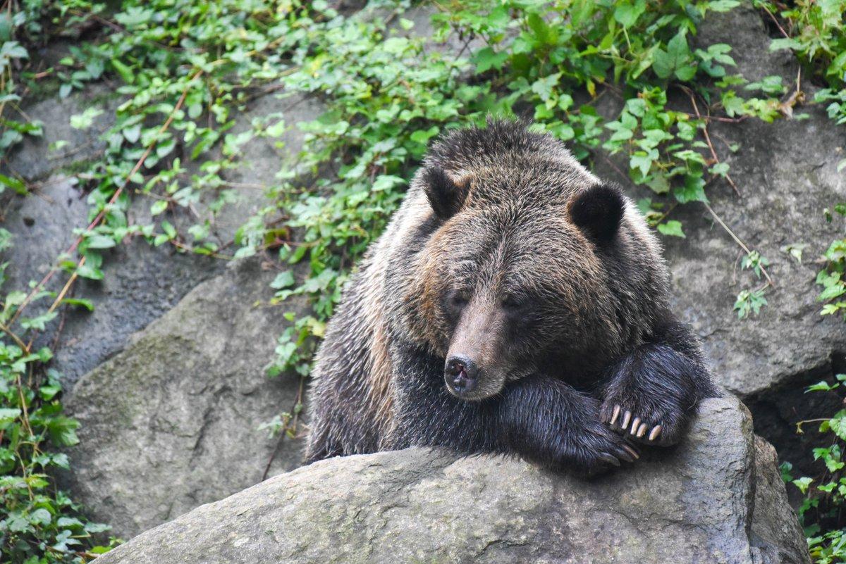 Description Provided by @marylandzoo: 
Grizzly bear resting with eyes closed