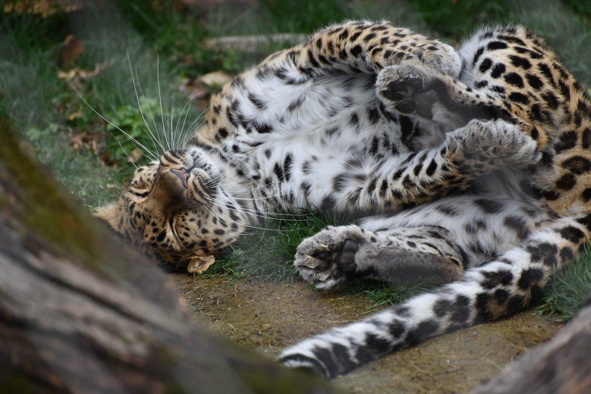Description Provided by @marylandzoo: 
Amur leopard laying with eyes closed