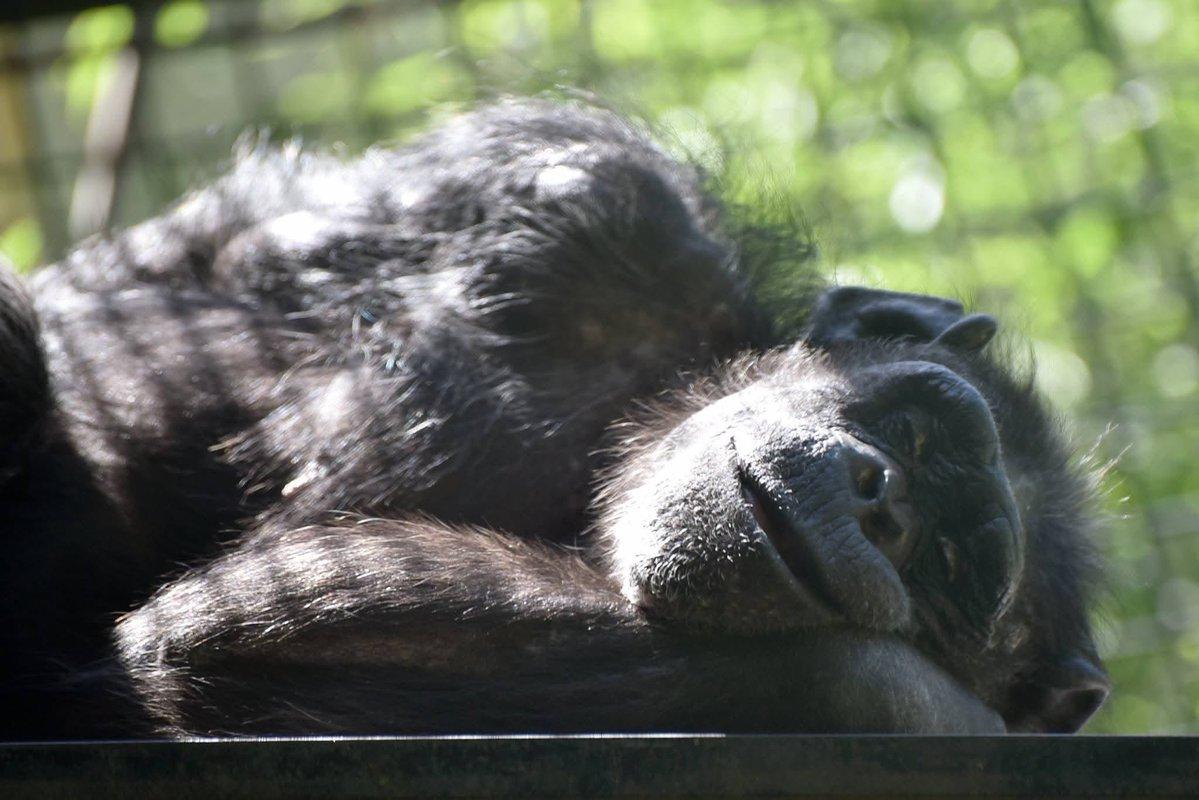 Description Provided by @marylandzoo: 
Chimpanzee napping