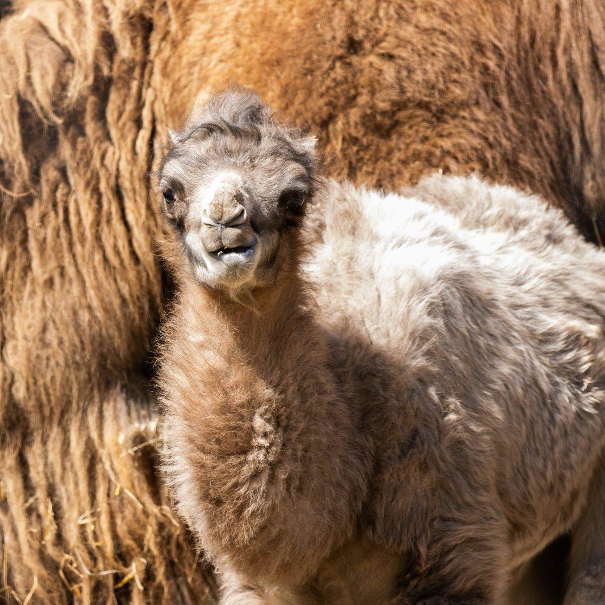 In the image, a baby camel with brown and white fur is standing in front of a larger brown and gray striped animal. The baby camel appears to be gazing directly at the camera, capturing the viewer's attention. The surrounding environment consists of straw, possibly indicating an arid or desert-like setting.
