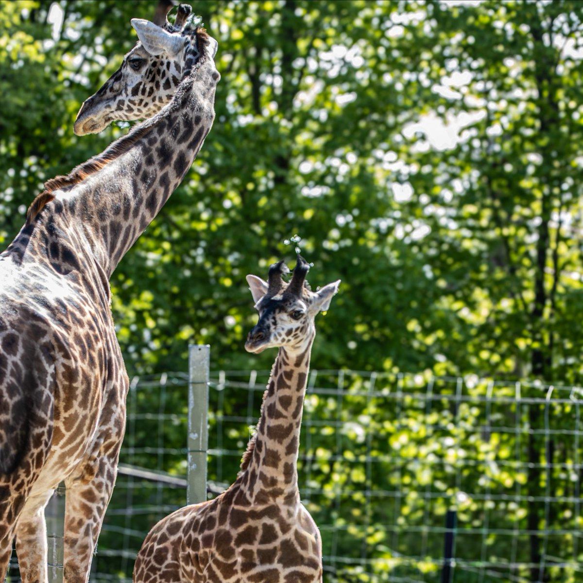 In the image, two giraffes are standing within a fenced enclosure. The giraffe on the left stands tall and majestic, with its head reaching towards the sky. The giraffe on the right is smaller, but its gaze is directed towards the viewer. The enclosure is surrounded by trees, creating a serene and natural environment for these magnificent creatures. The giraffe on the right appears to be watching something with its head held up.