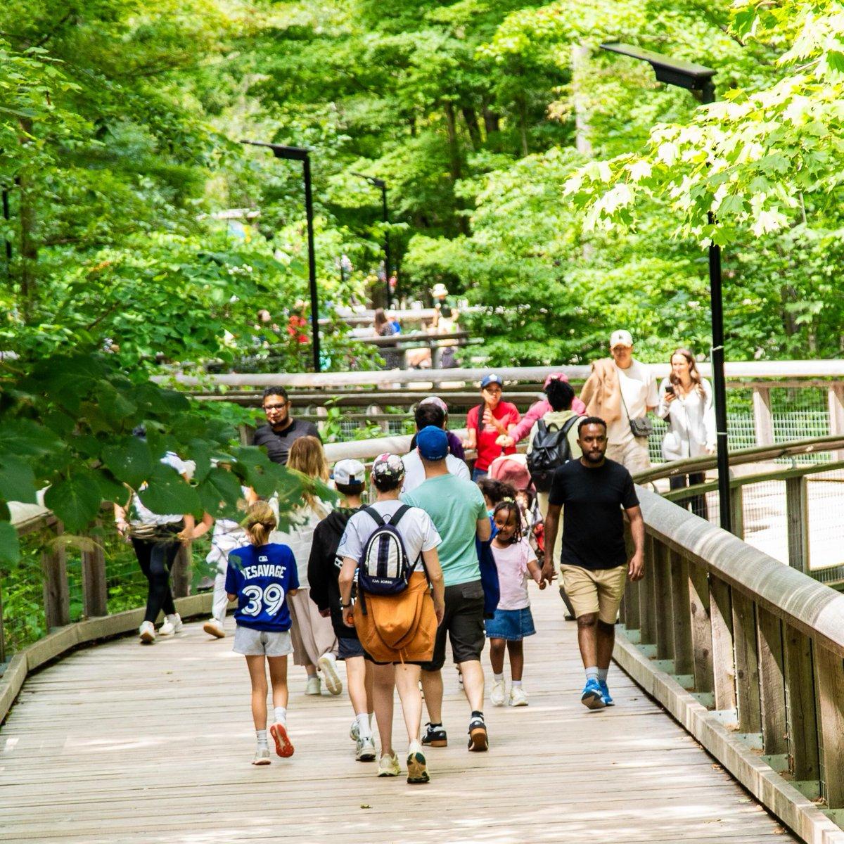 The image depicts a group of people, including children and adults, walking across a wooden bridge in a forested area. They are moving in different directions, creating a sense of movement and life. The bridge spans across the foreground, with a portion of the forest on either side, adding a sense of depth to the scene. The people are carrying various bags and backpacks, suggesting that they are on a leisurely outing or a hike.