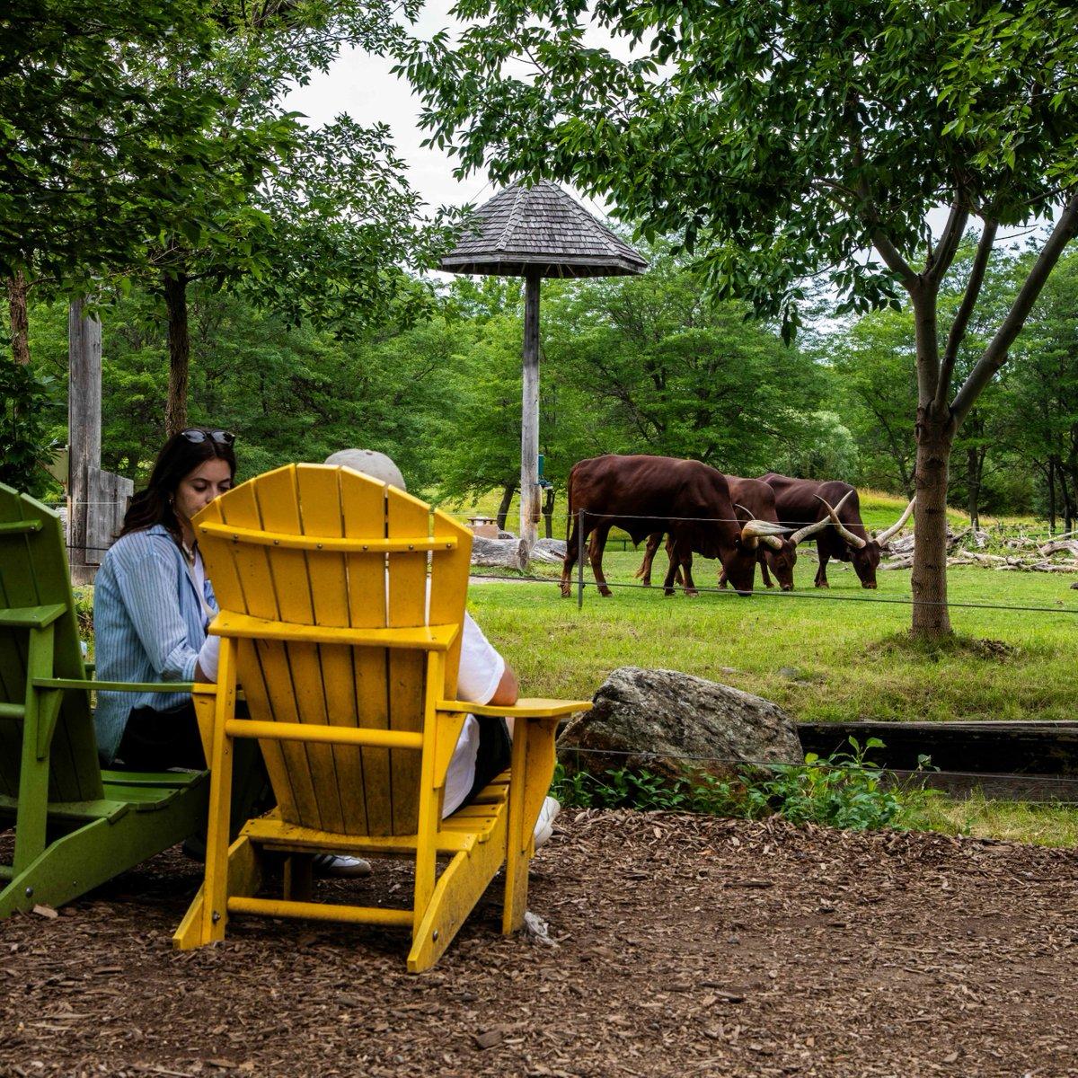 In the image, a woman is sitting in a yellow Adirondack chair in a verdant park. The chair is positioned near a wooden fence, and the woman is enjoying a peaceful moment. The park features a picturesque field where several brown bulls are grazing. The bulls are scattered throughout the field, with some closer to the woman's chair and others further away. The scene is further enhanced by the lush greenery of the park.