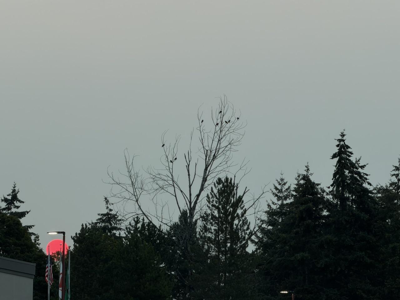 Crows in bare branches above a line of evergreen trees. The sky is overcast. A bright red sun rises in the lower left.