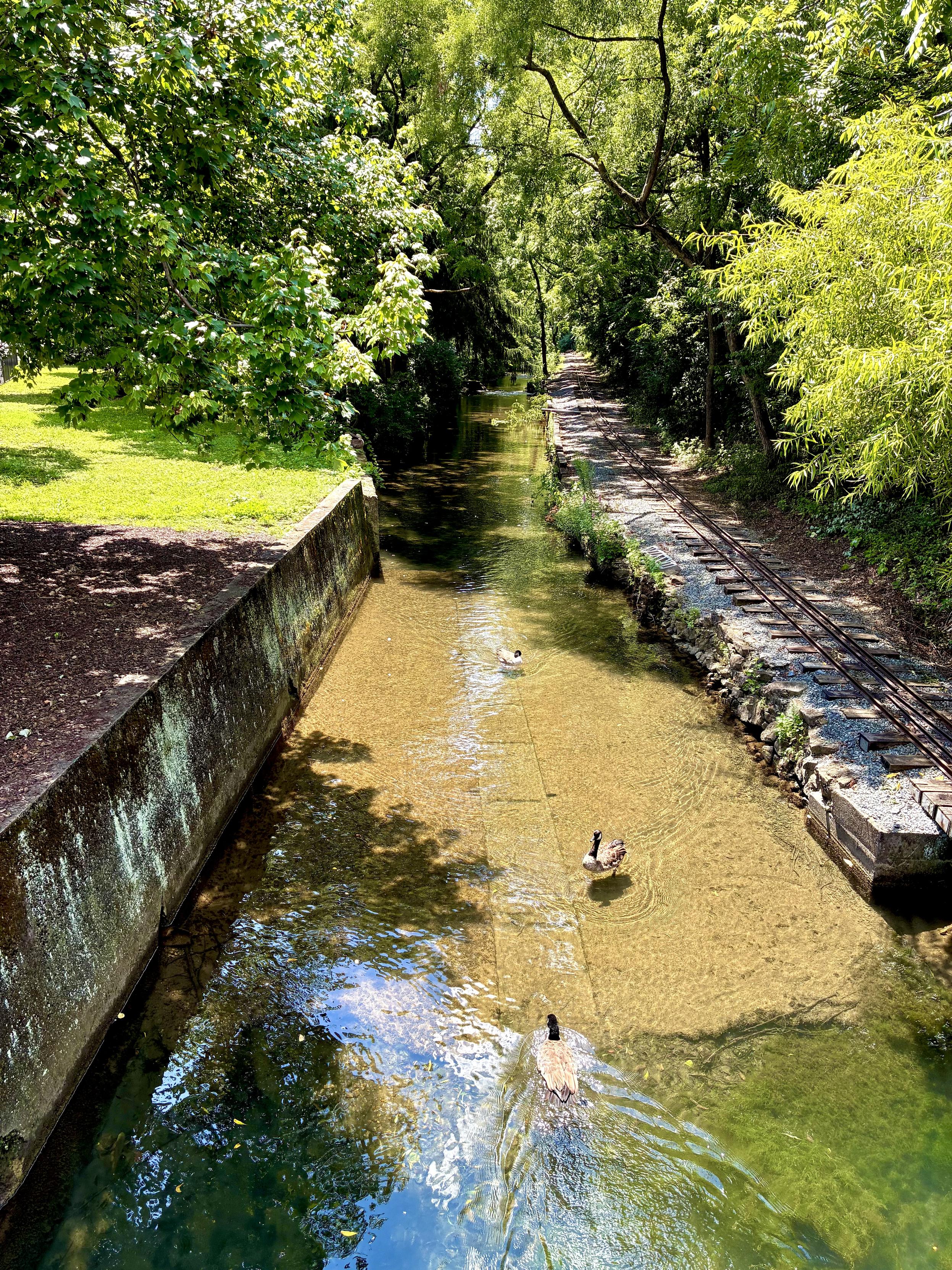 A creek flows between the concrete bank in a wooded area. A narrow train track for the amusement park runs along the right side. A few geese are resting on the water.