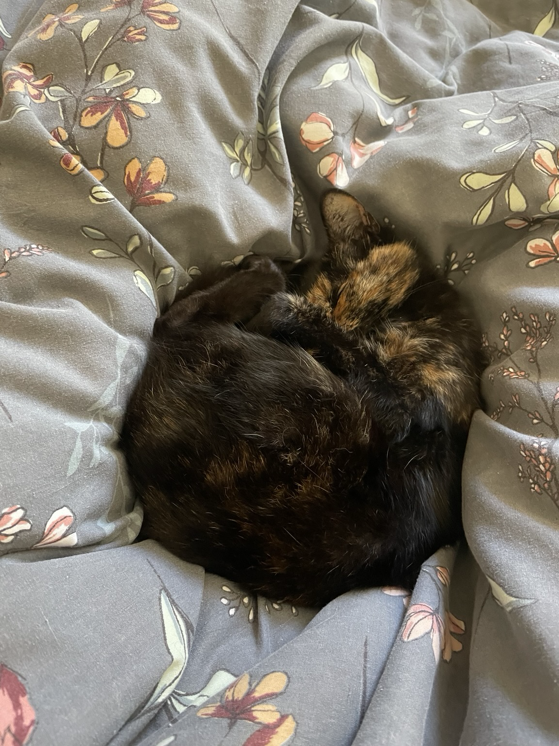 A tiny tortoiseshell curled up on the quilt Goodnight