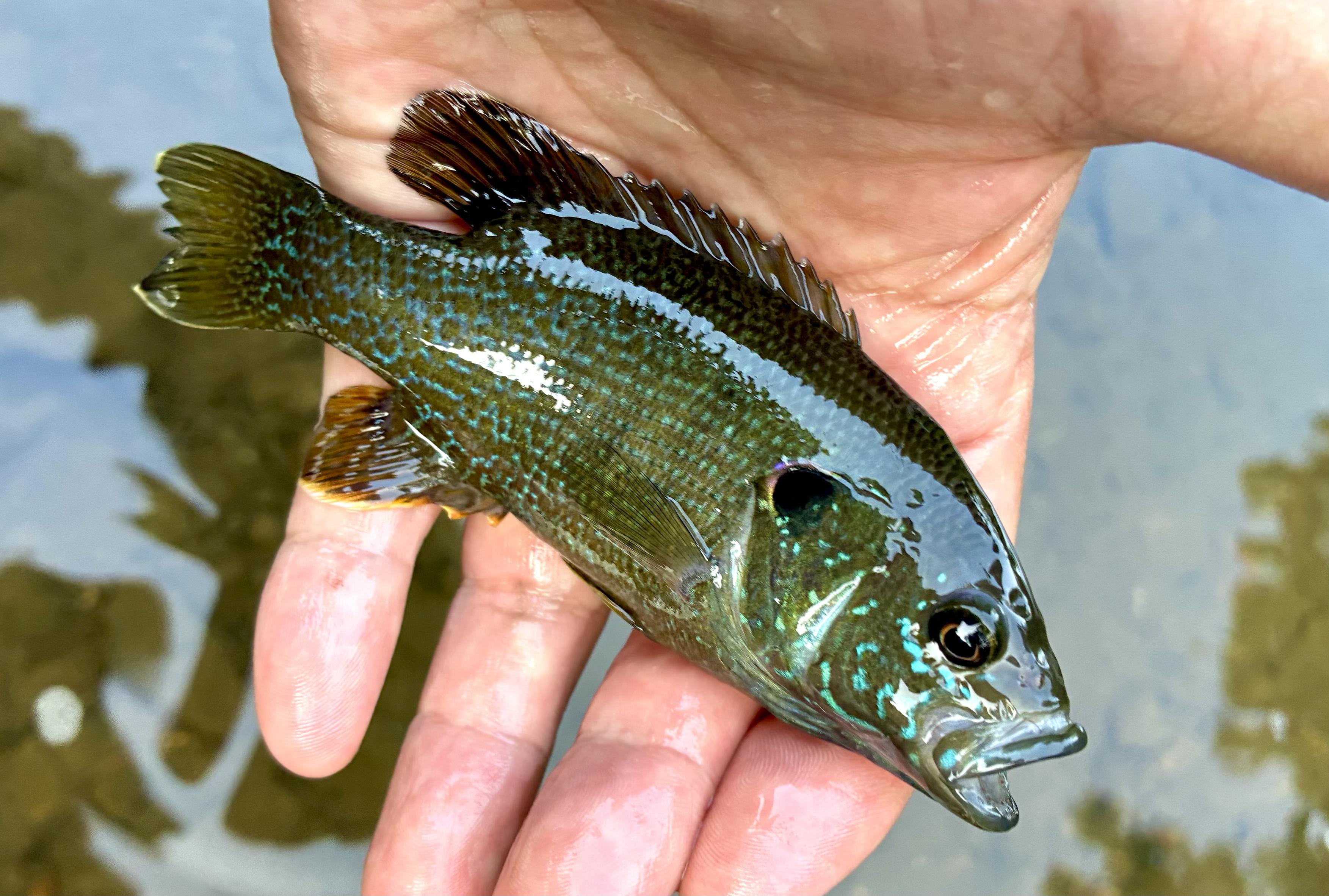 A small, colorful sunfish rests in a wet hand above the water, displaying iridescent blue-green markings, a pale blue stripe, and orange-tinted fins.