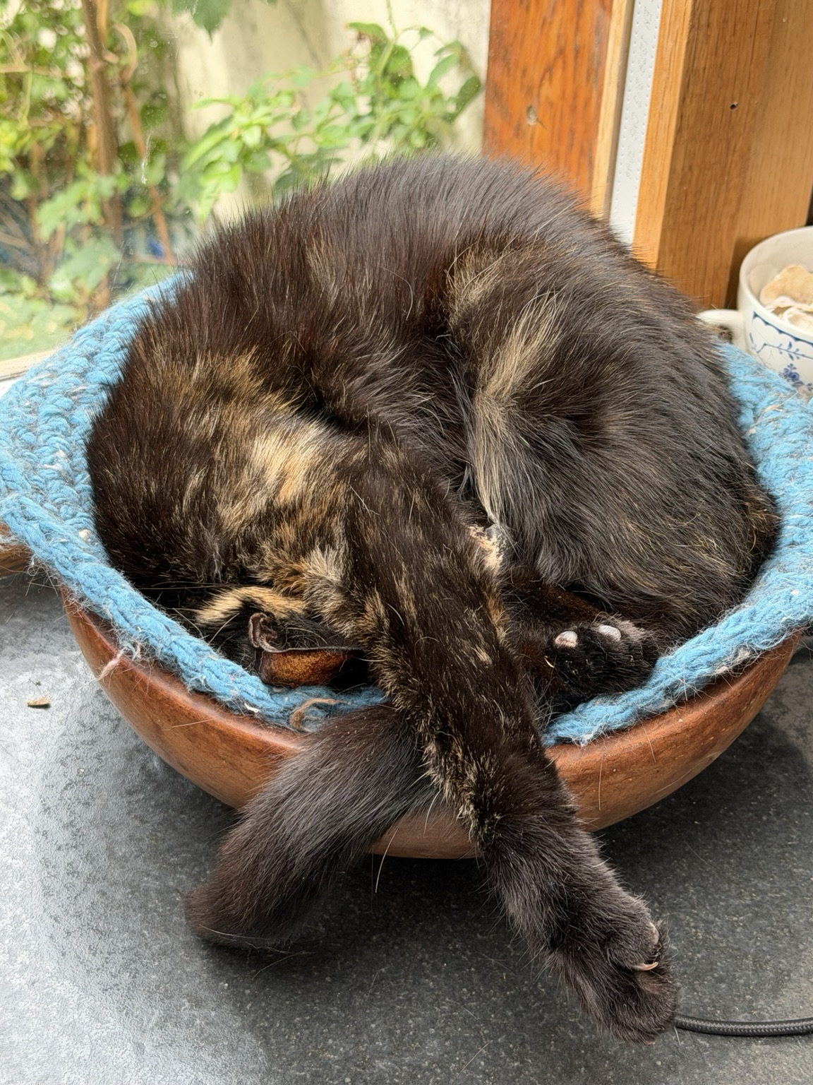 My wee tortoiseshell curled up, fast asleep in a bowl with a crochet lining, a favourite spot
