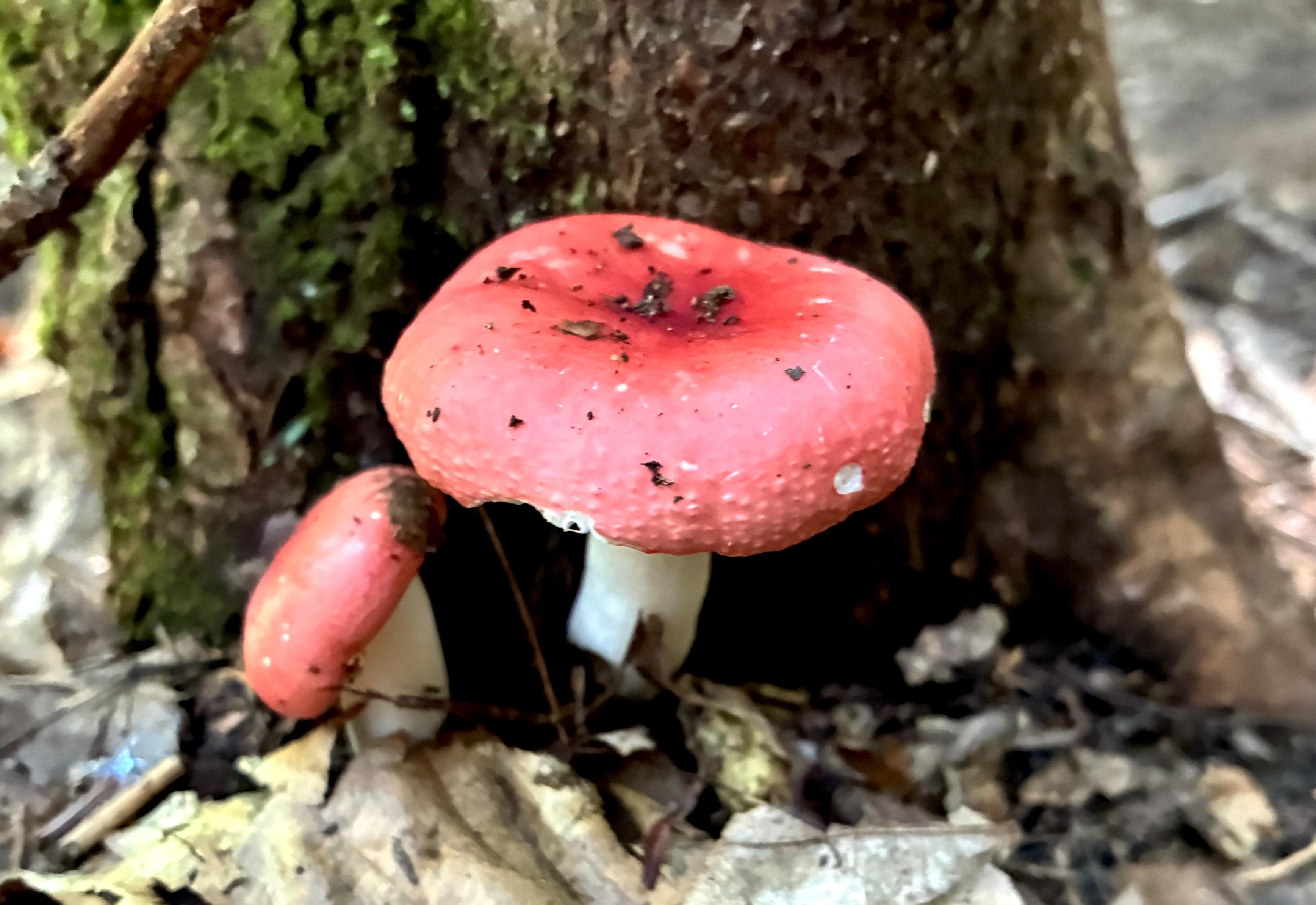 Two bright red mushrooms with white stems growing among fallen leaves beside a mossy tree trunk on the forest floor.
