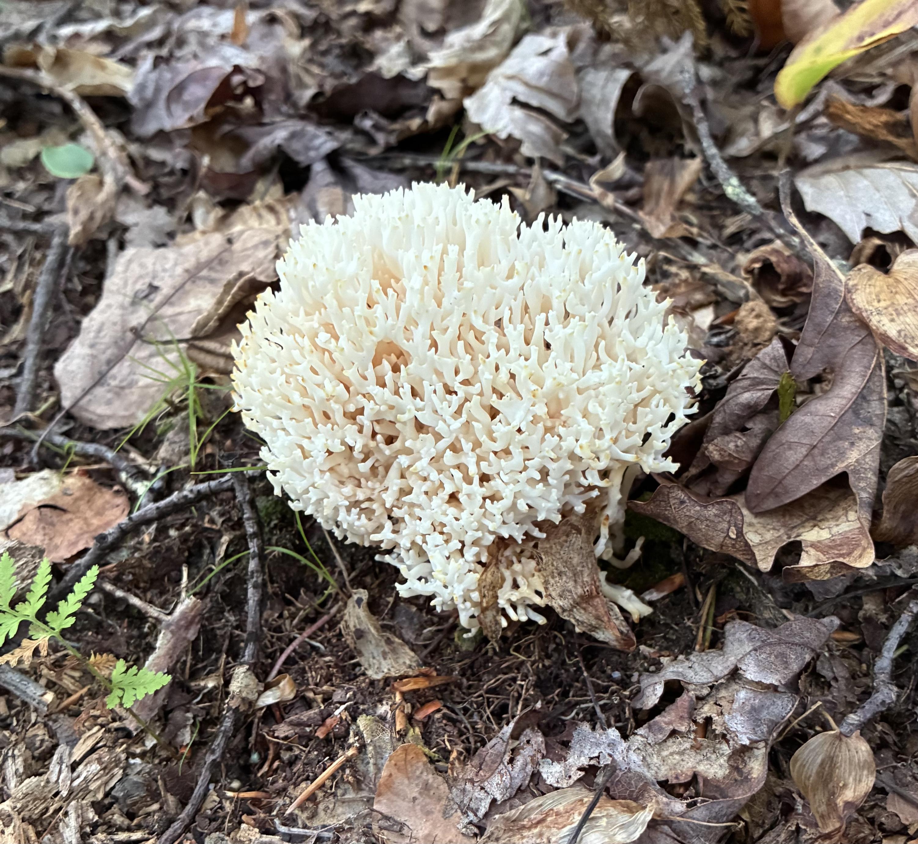 A white, coral-like fungus with densely branched tips growing on the forest floor among dry leaves, twigs, and small ferns.