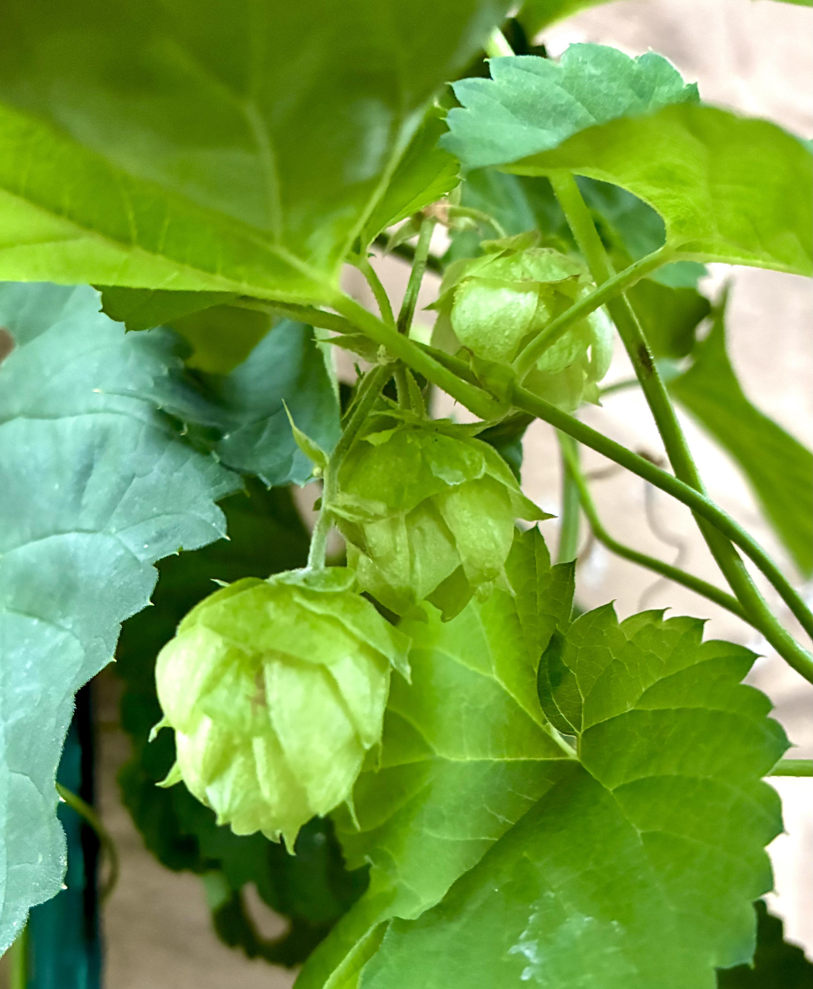 Close-up of green hop cones hanging from a vine among large, serrated green leaves.