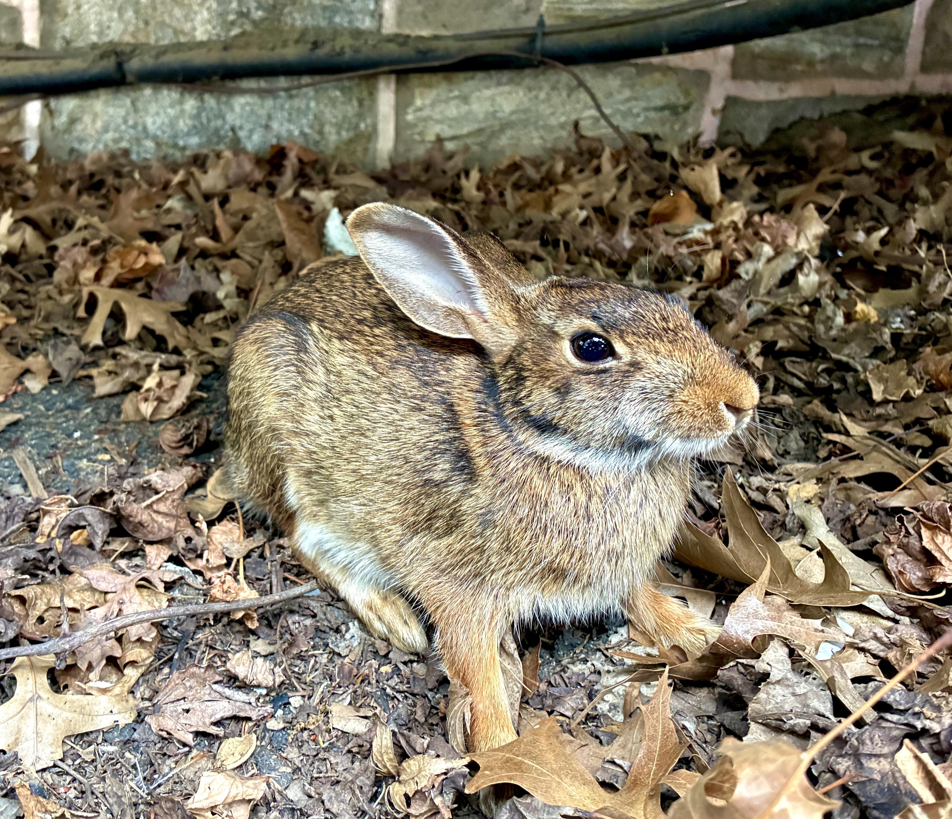 A close-up view of a cottontail rabbit sitting on the dry leaves.