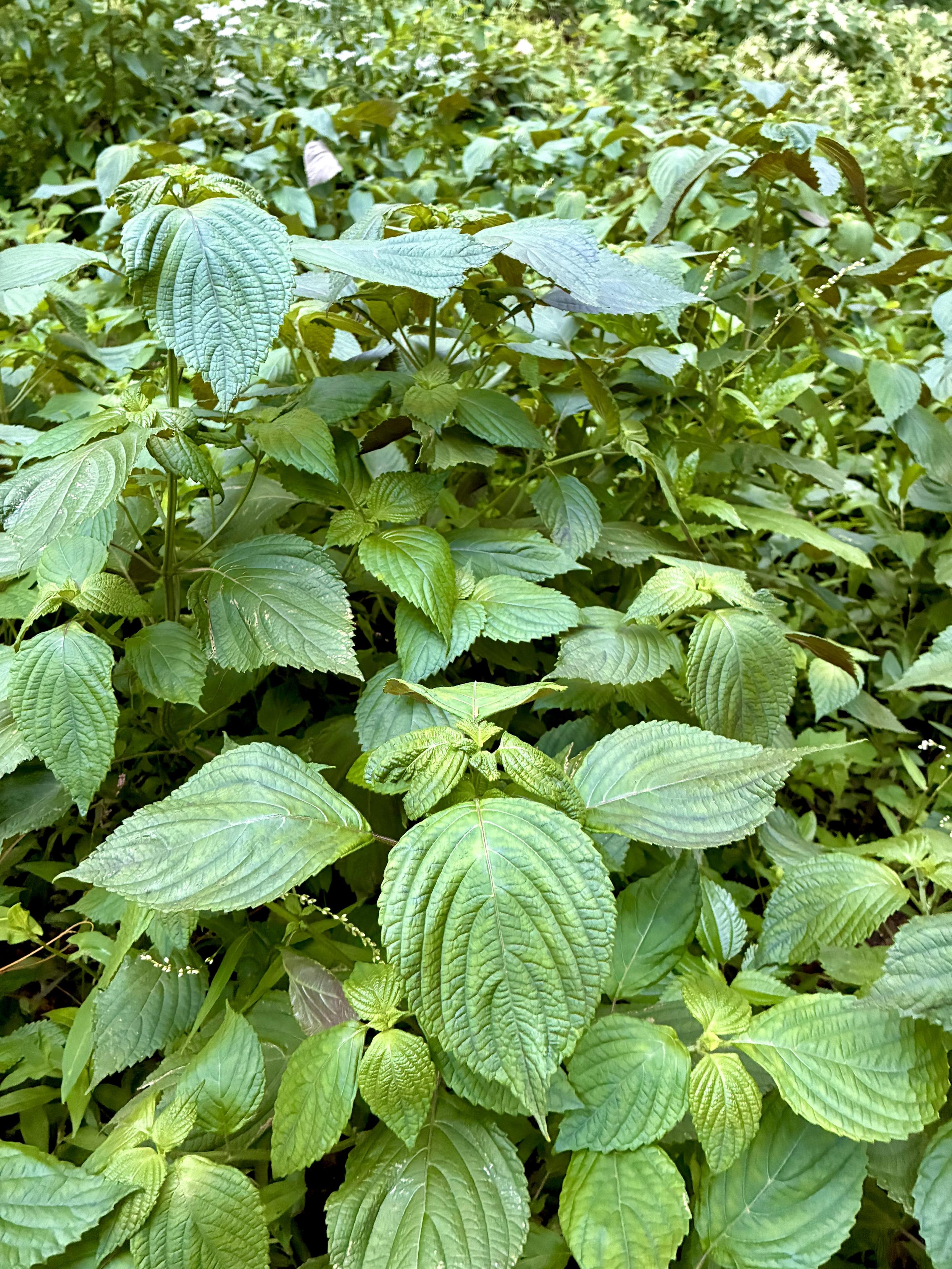 A dense patch of egoma (perilla) plants growing wild, with abundant broad, serrated green leaves filling the creekside vegetation.