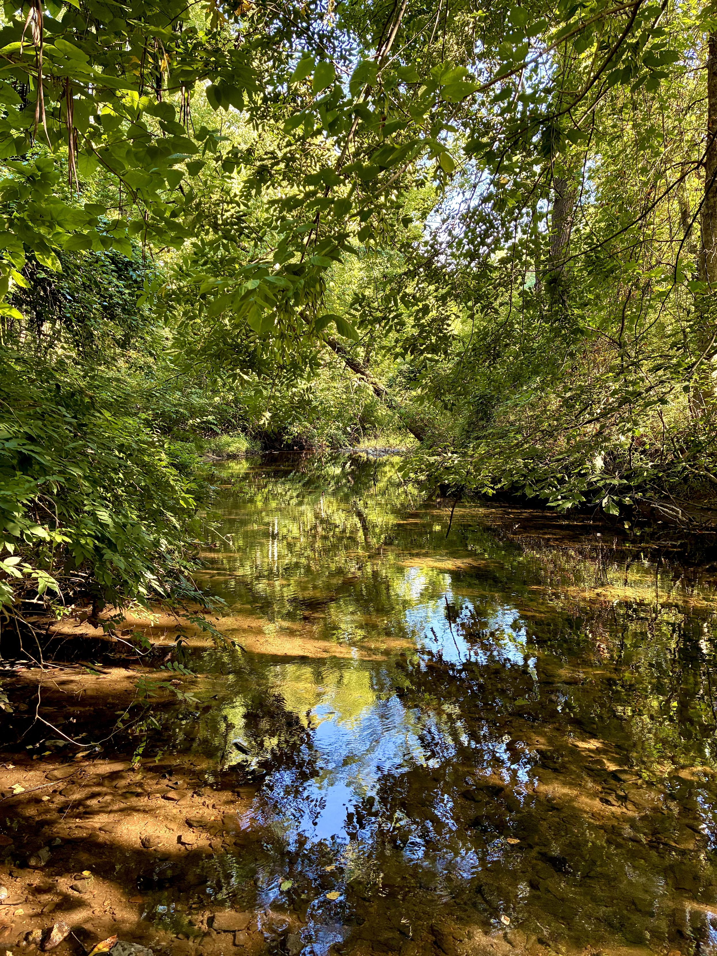 A quiet, shallow creek winds through dense green woods, with sunlight filtering through the trees and reflections of the surrounding foliage on the water.