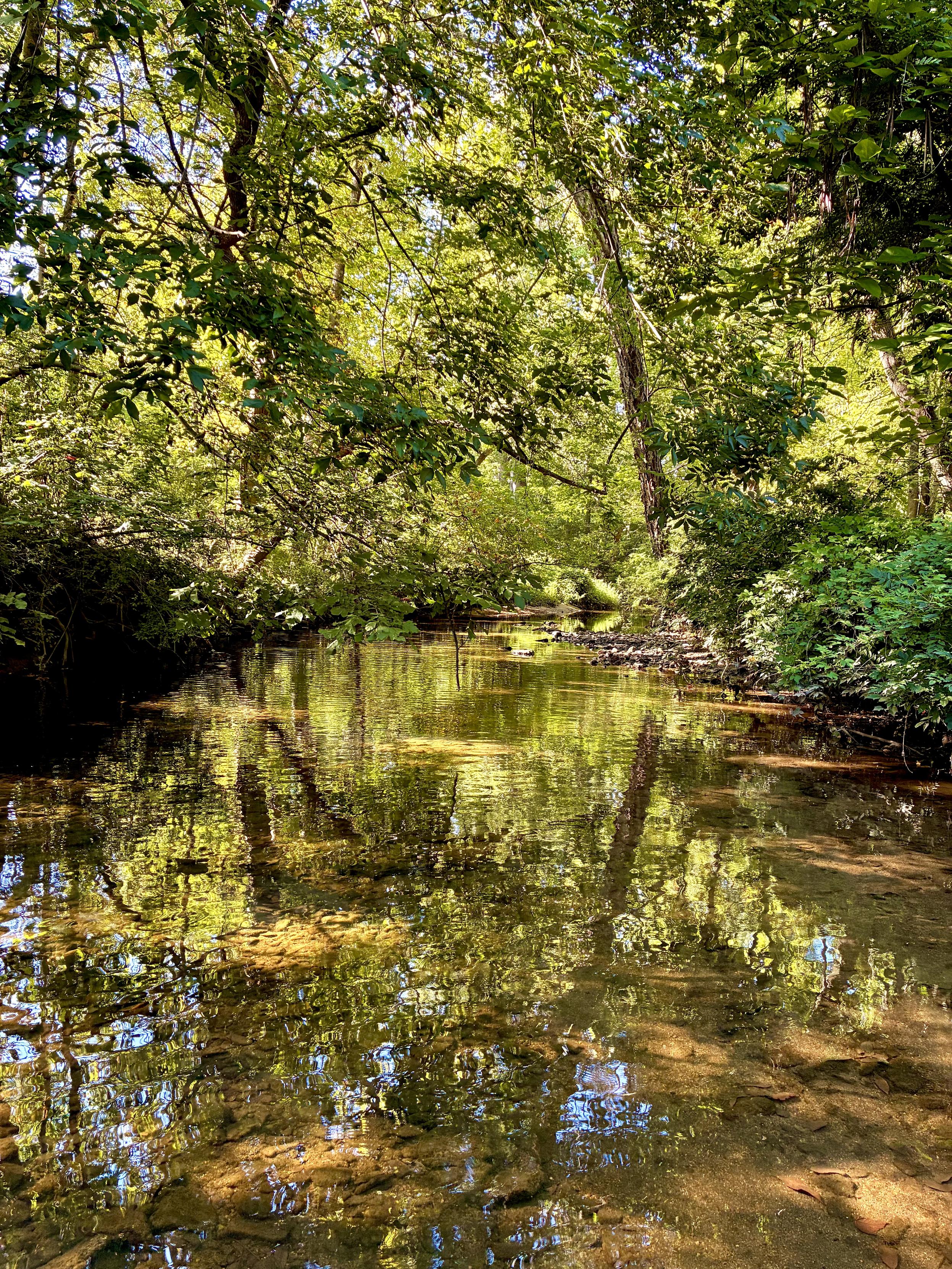 A calm, shallow creek winds through dense green woods, with sunlight filtering through the canopy and golden reflections shimmering across the clear water.