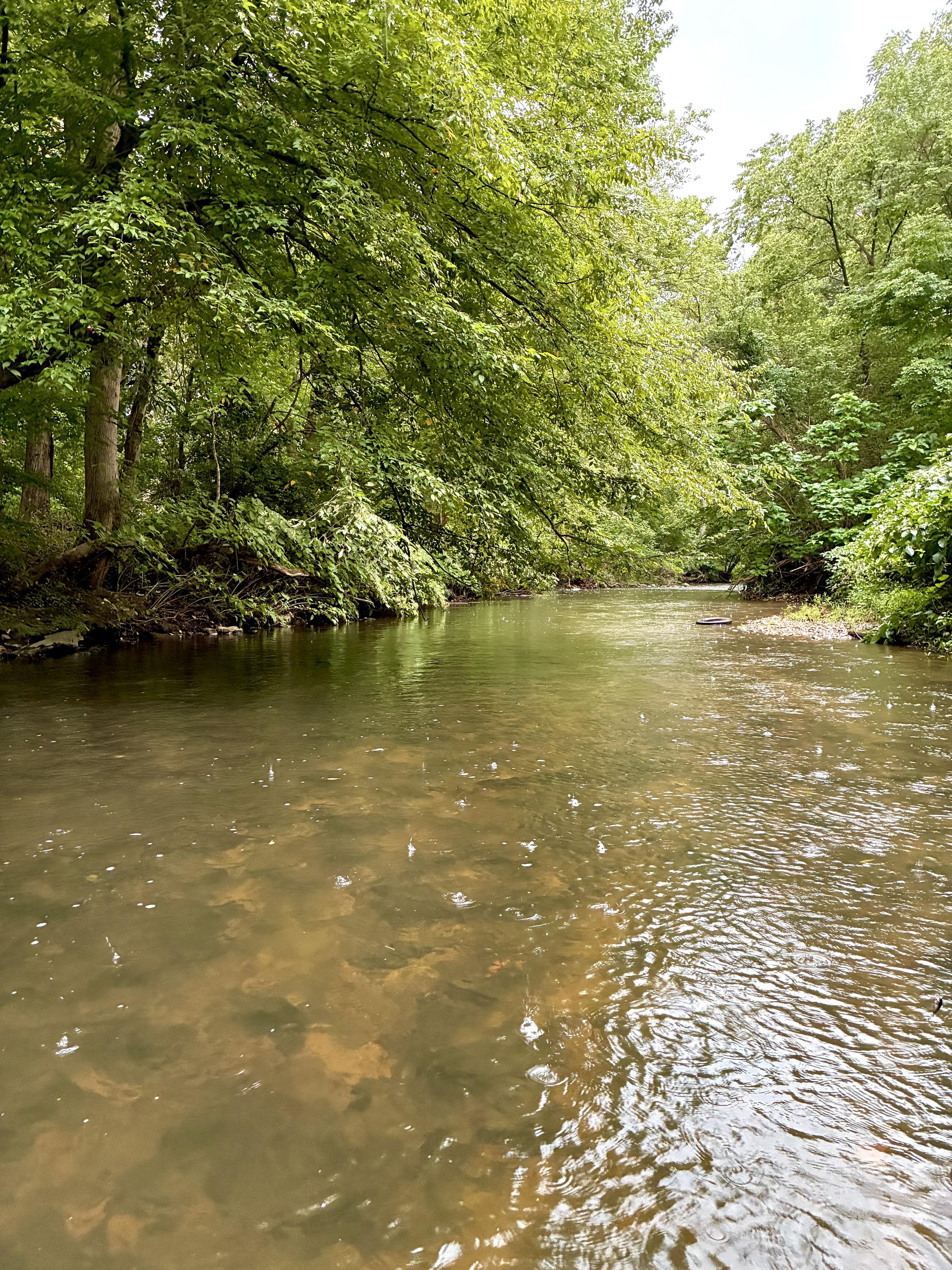 A creek flows through lush green woods on a rainy day, with raindrops rippling the water and a discarded tire visible near the far bank.