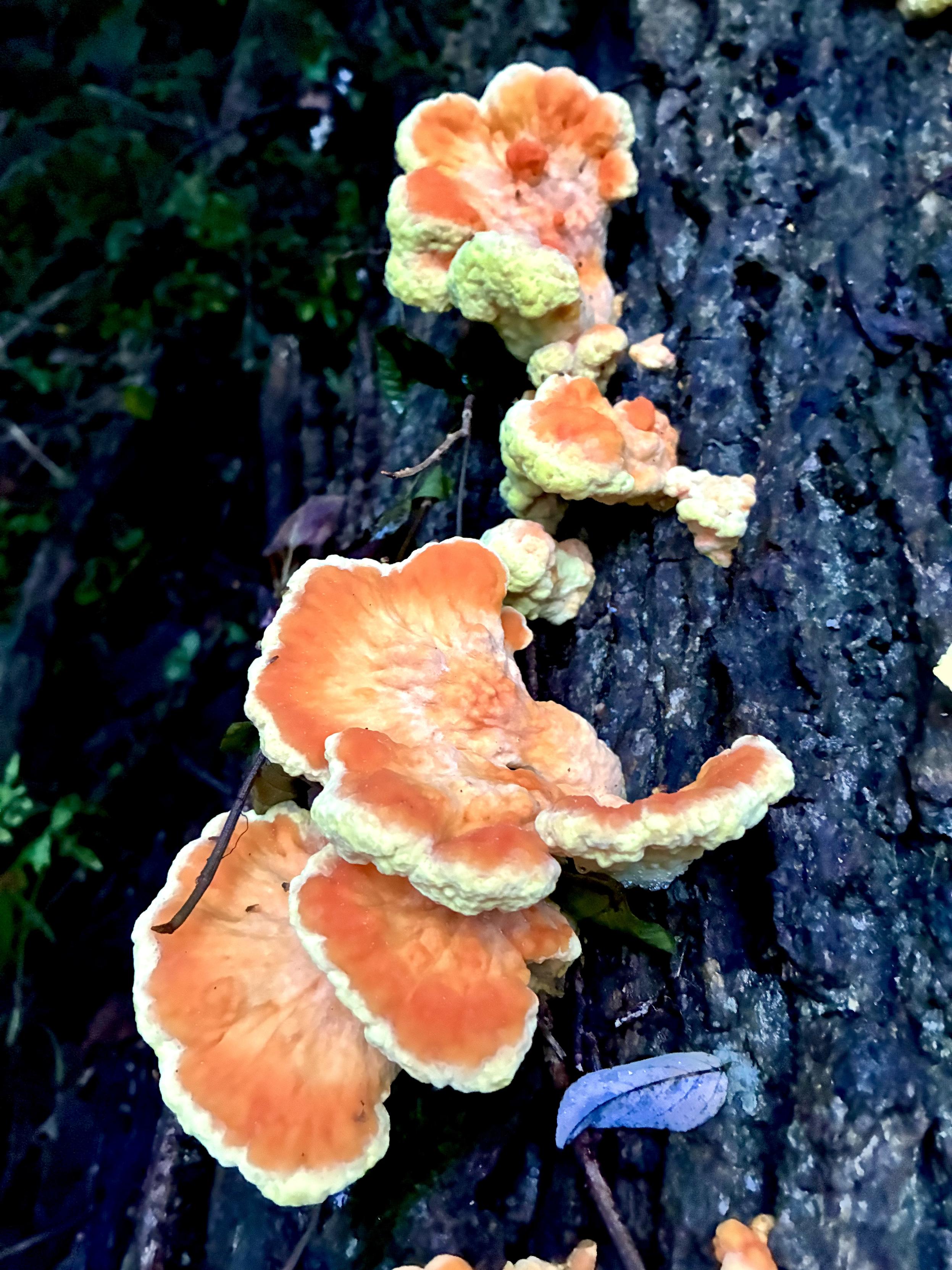 Bright orange and pale yellow chicken of the woods mushrooms growing in layered clusters on the trunk of a tree in the forest.