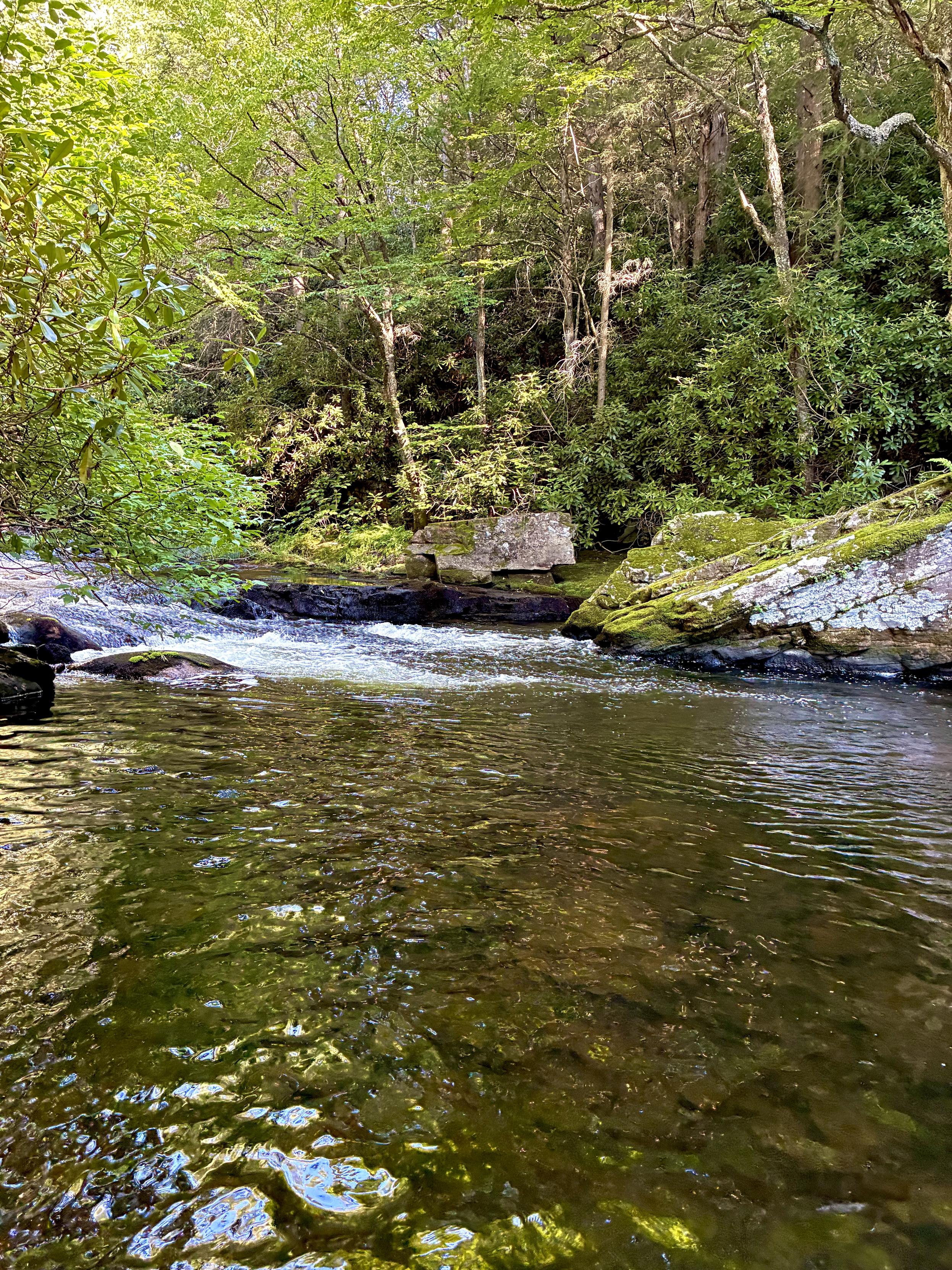 A clear woodland creek flowing over rocks into a calm pool, surrounded by moss-covered boulders, dense rhododendrons, and lush green trees. Sunlight filters through the forest canopy and reflects on the water.