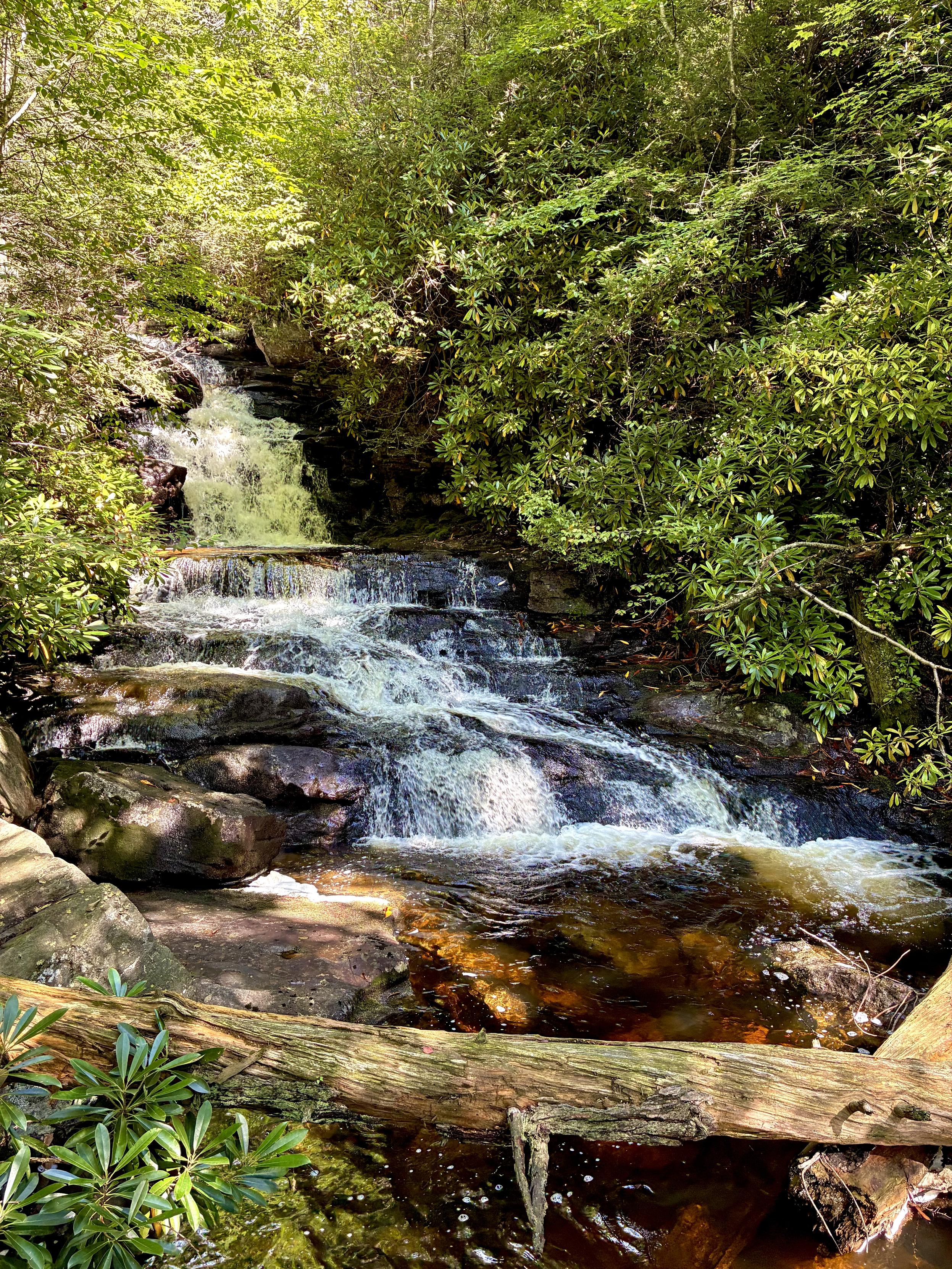 A series of small waterfalls cascading over dark rocks through a lush mountain forest, surrounded by dense green rhododendrons. A fallen log stretches across the stream in the foreground.