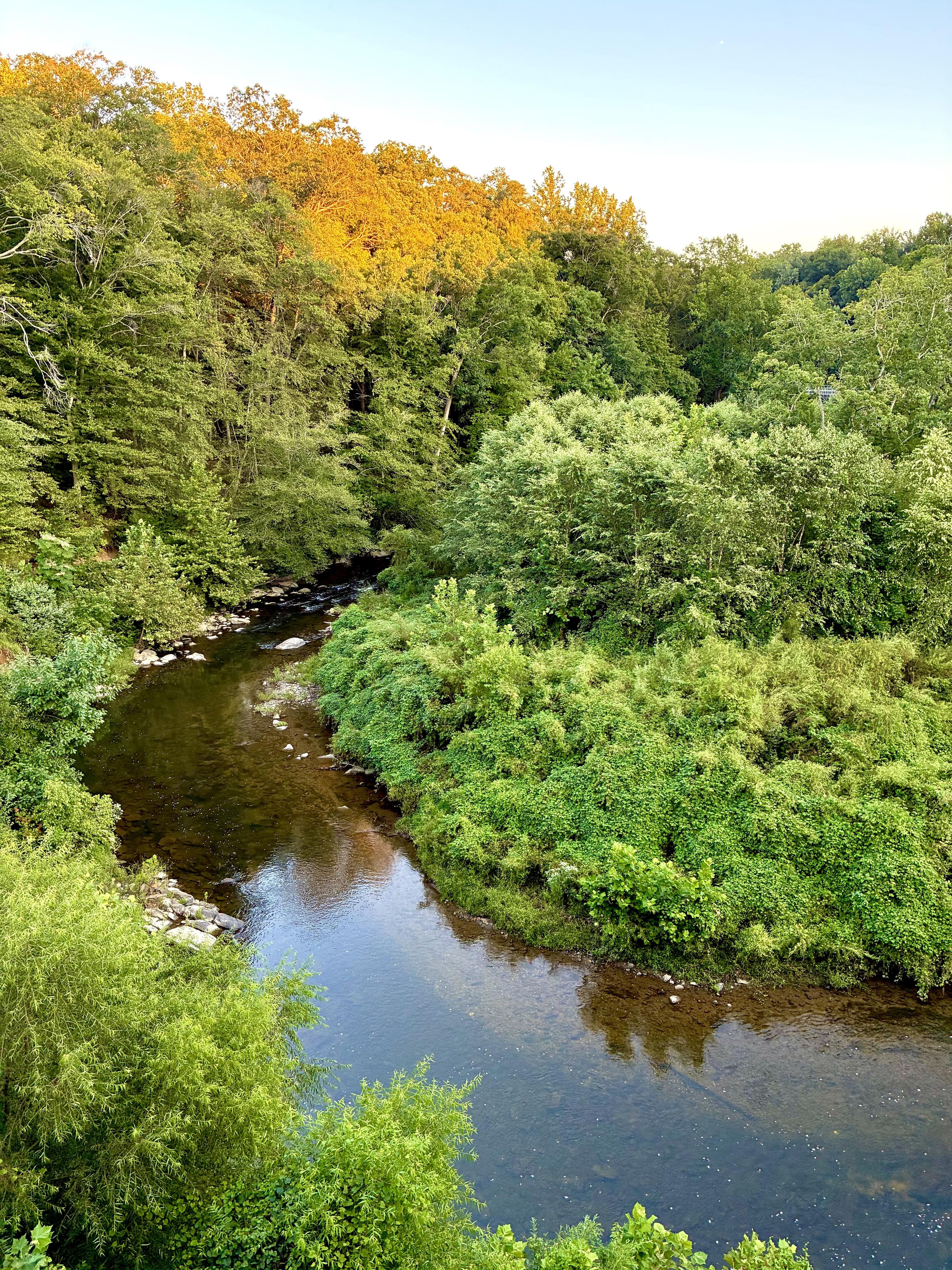 A winding creek flowing through a lush green wooded valley, viewed from above, with the tops of trees glowing golden in the late-afternoon sunlight.