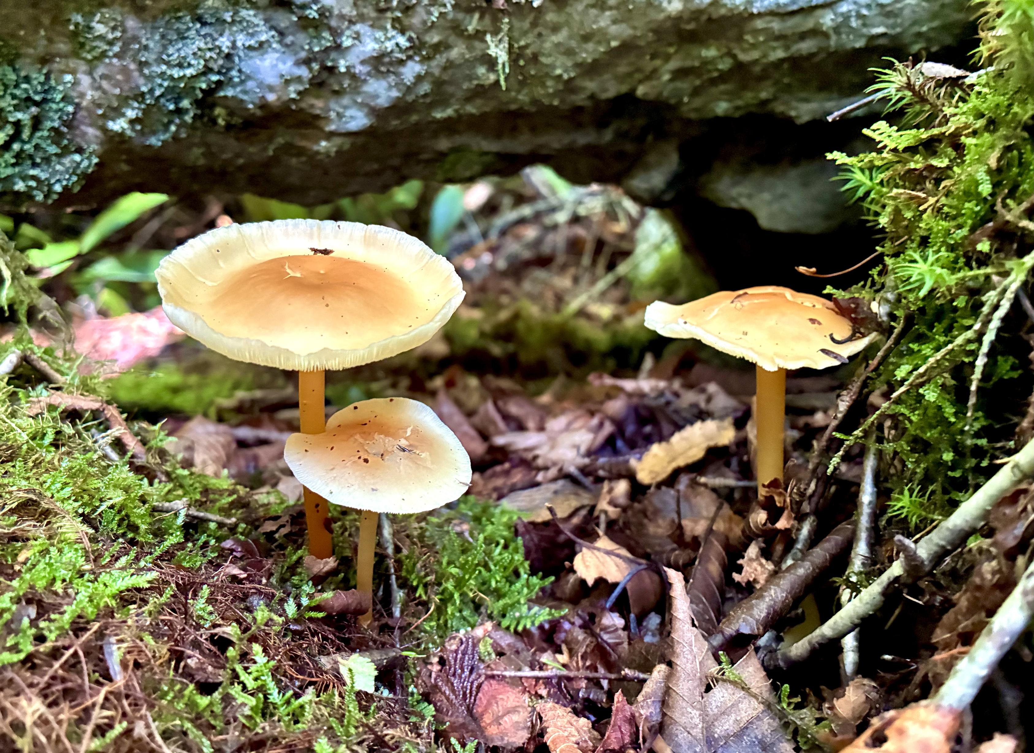 Three delicate orange-brown mushrooms growing among moss, fallen leaves, and twigs beneath rocks on a damp forest floor.