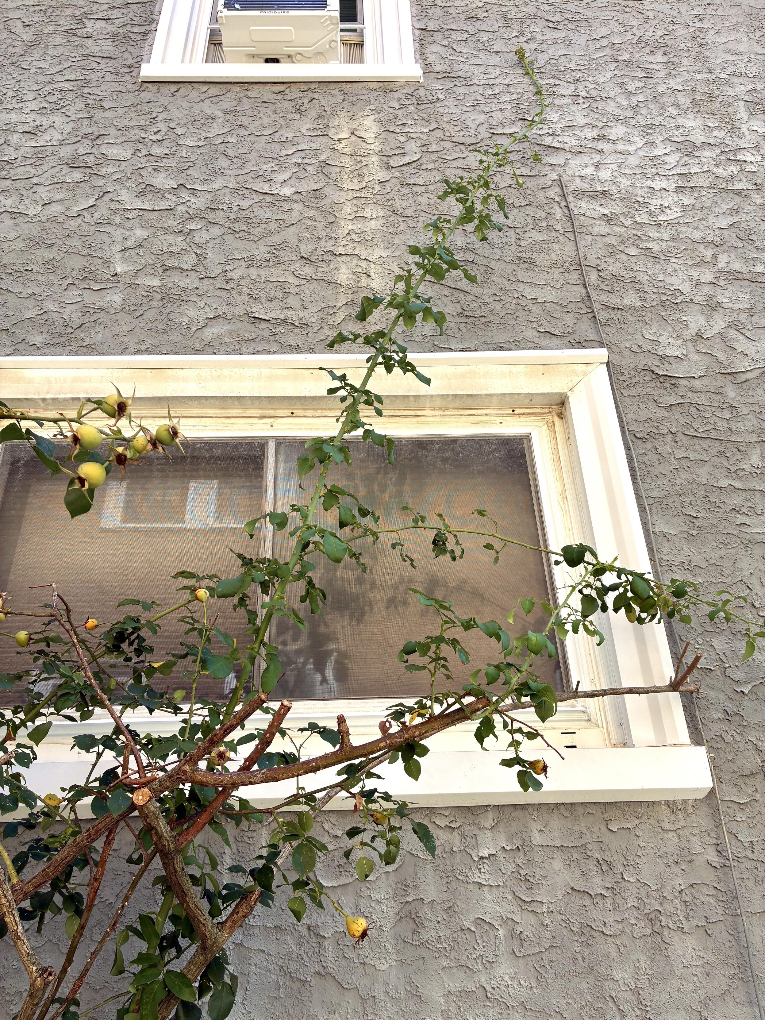A large, woody rose plant growing beside a house, with a thick branch and a long upright shoot extending nearly to a second-story window. Several yellow-orange rose hips hang from the branches.