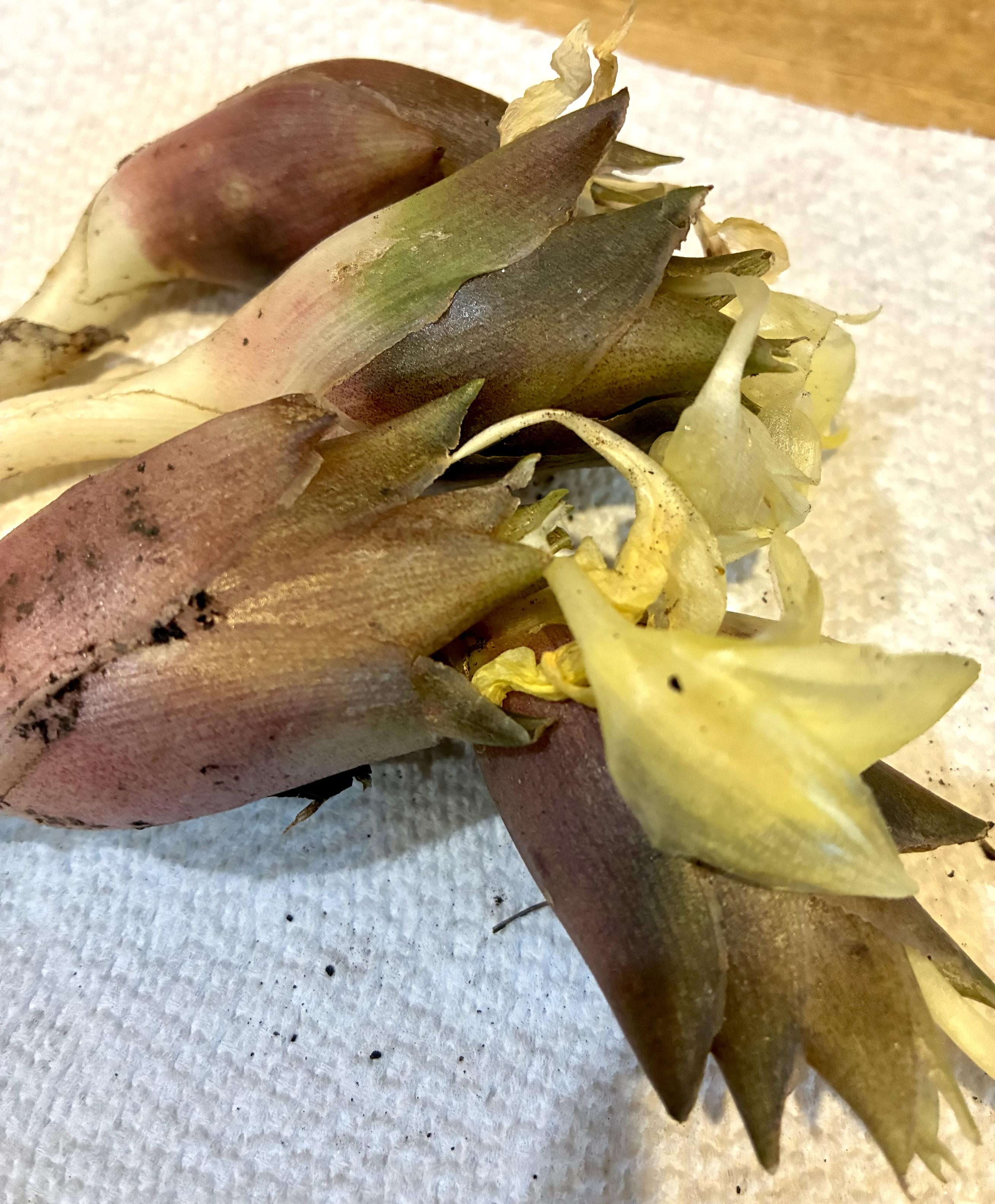 Freshly harvested myoga (Japanese ginger) flower buds in shades of pink, purple, green, and pale yellow, with flowers, resting on a paper towel.