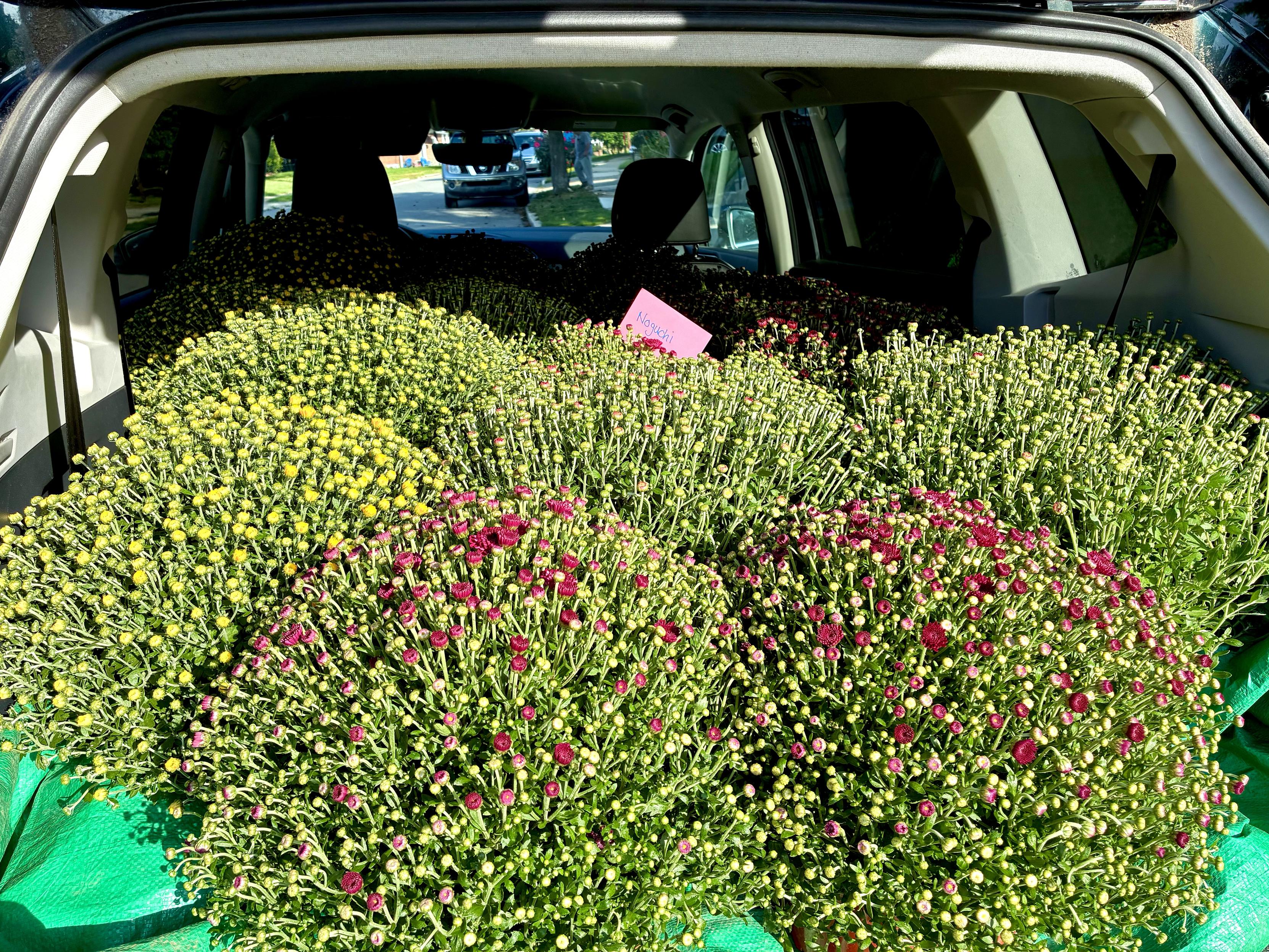 The open back of a car packed with potted mums covered in yellow, red, and white flower buds, ready for a fundraiser.