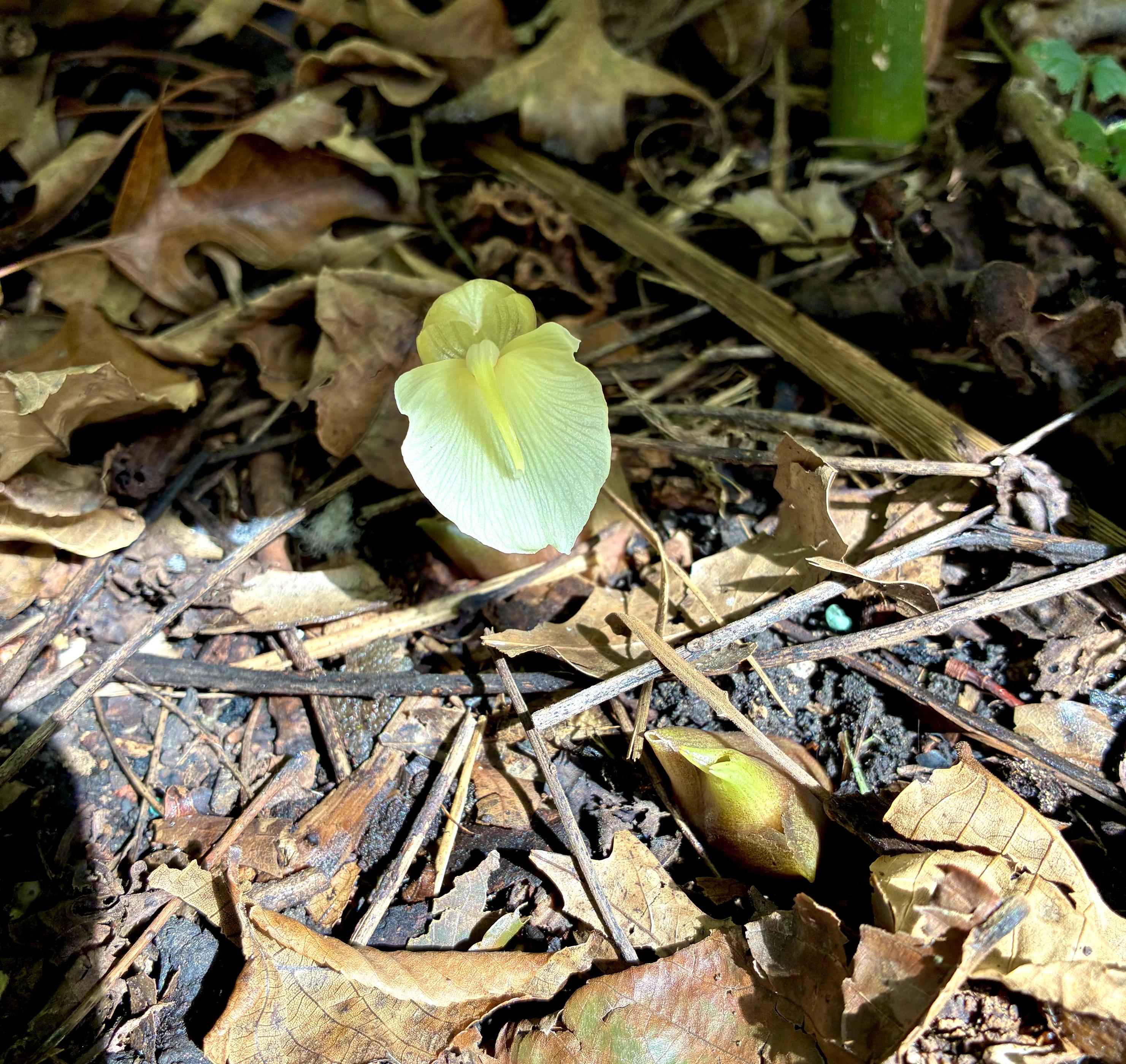 A pale yellow myoga flower blooming from the forest floor among dry leaves and twigs, with another unopened flower bud emerging nearby.