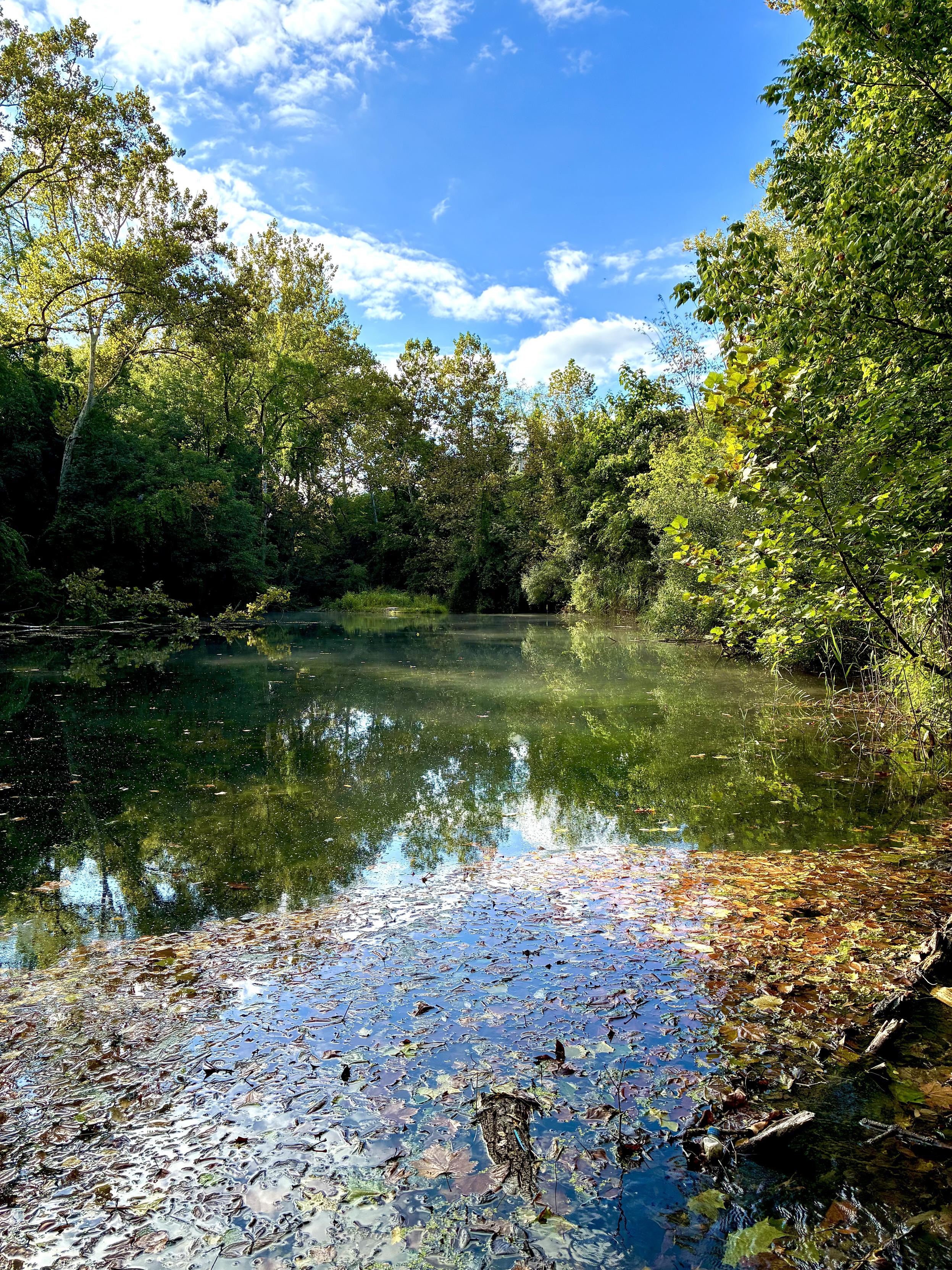 A peaceful forest pond surrounded by lush green trees under a vivid blue sky, with clouds and foliage reflected on the calm water and fallen leaves gathering along the shoreline.