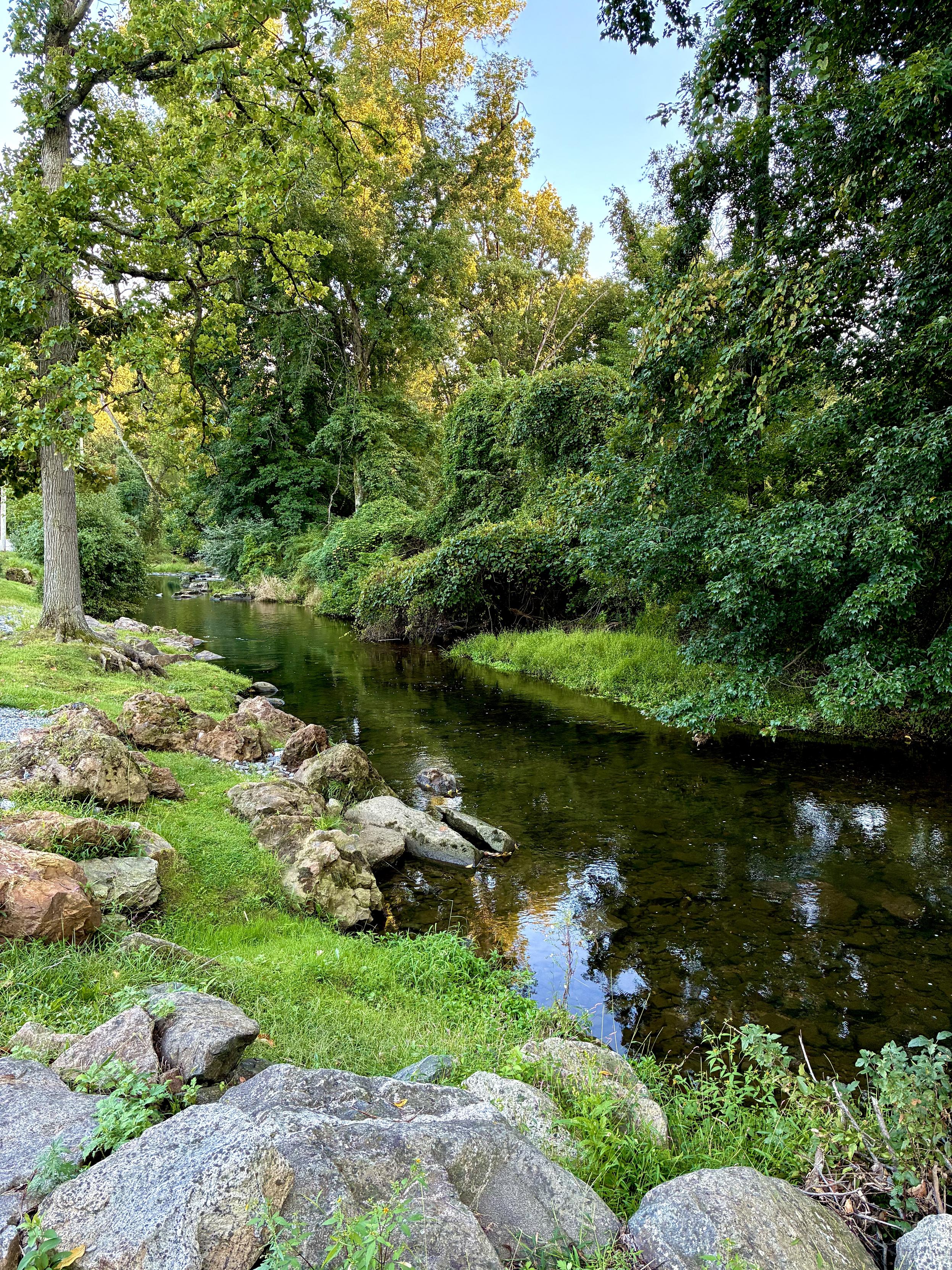 A peaceful stretch of Crum Creek winding through dense green woods, with clear, shallow water bordered by a grassy, rocky bank and trees beginning to show hints of fall color.