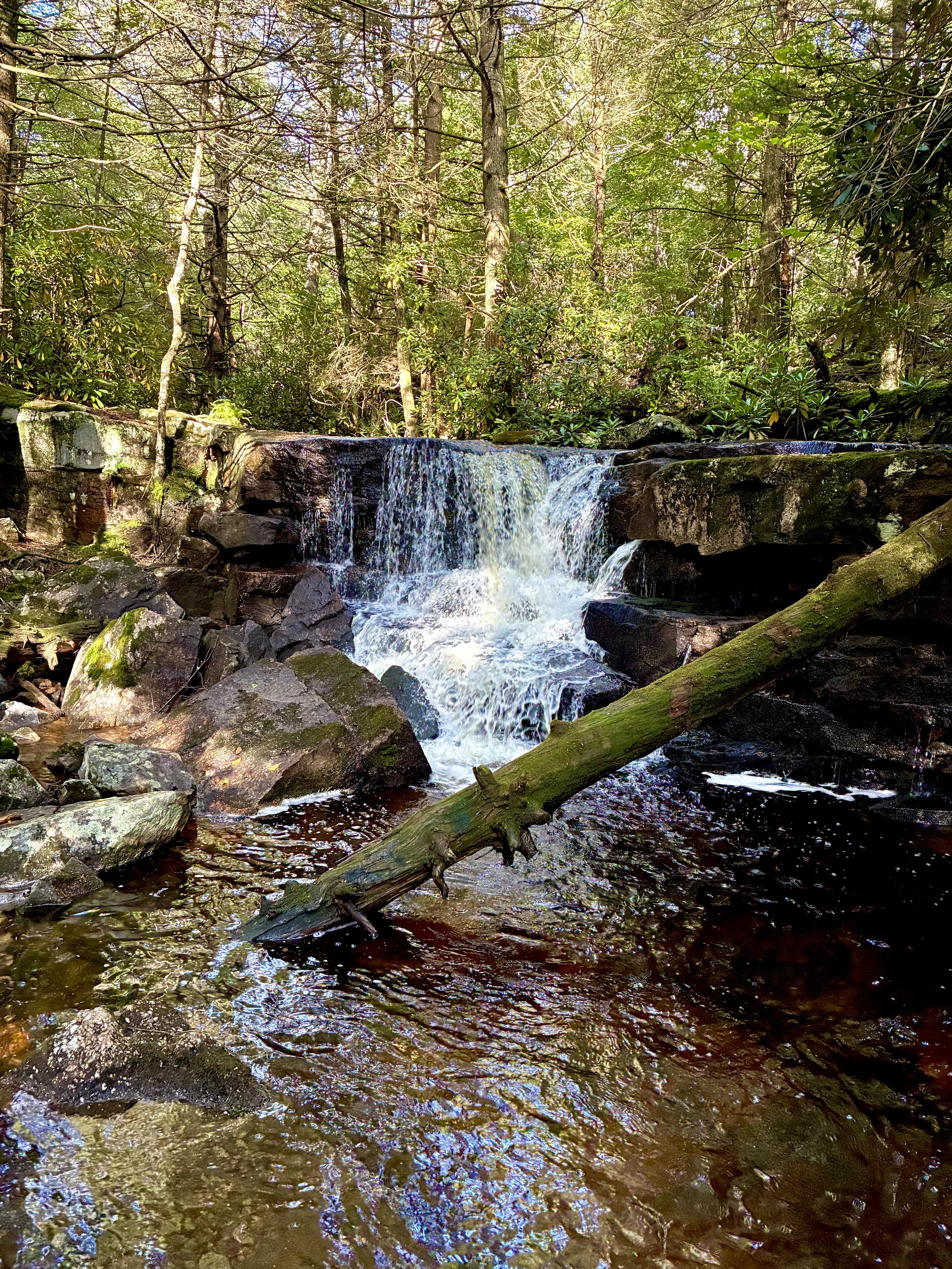 A small waterfall cascading over a broad rock ledge into an amber-colored forest pool, surrounded by mossy rocks and dense green woods, with a fallen tree stretching diagonally across the stream.