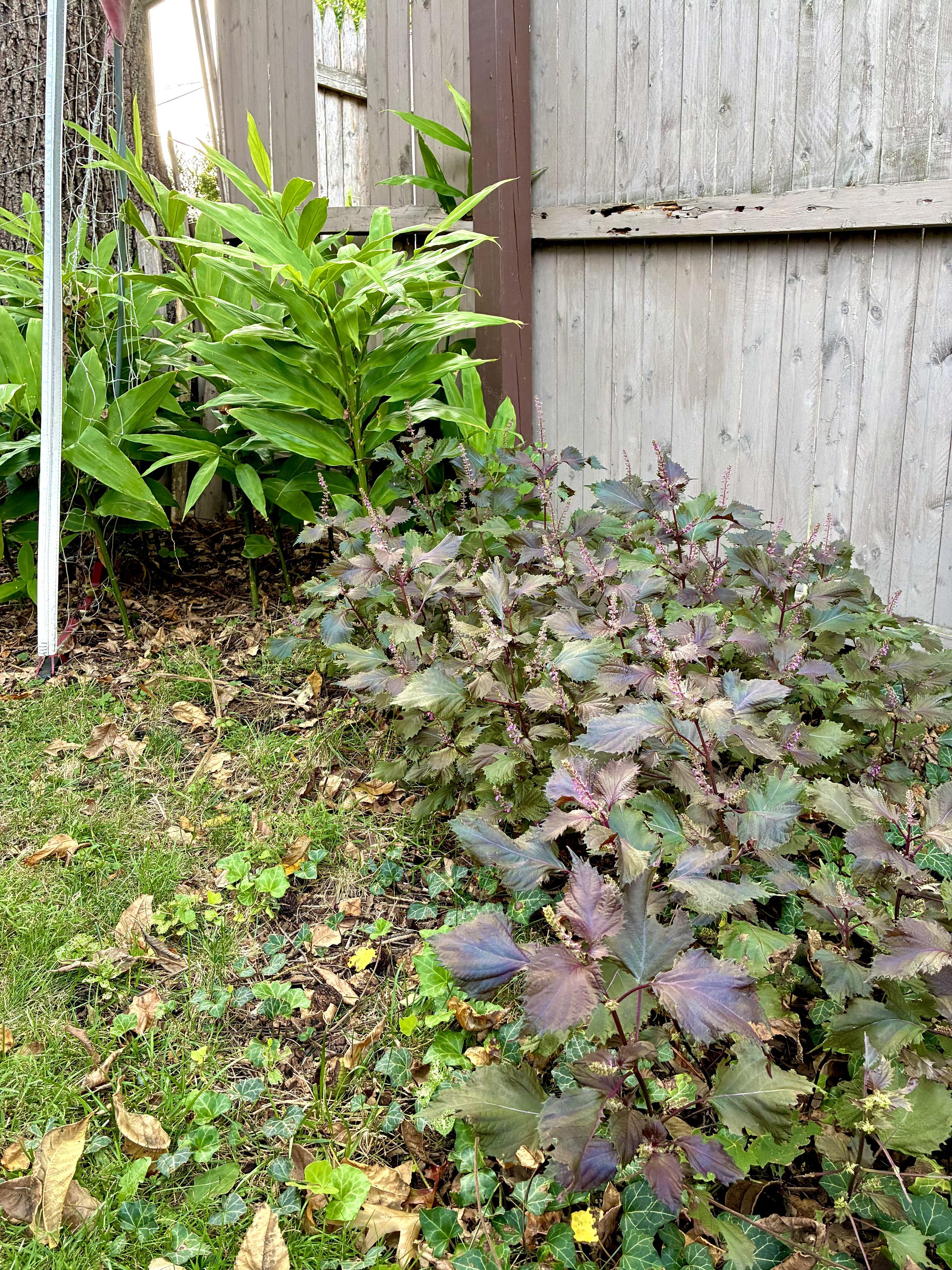 A garden corner beside a weathered wooden fence, with lush green myoga plants growing in the shaded background and a large patch of red shiso with greenish-purple leaves in the foreground.