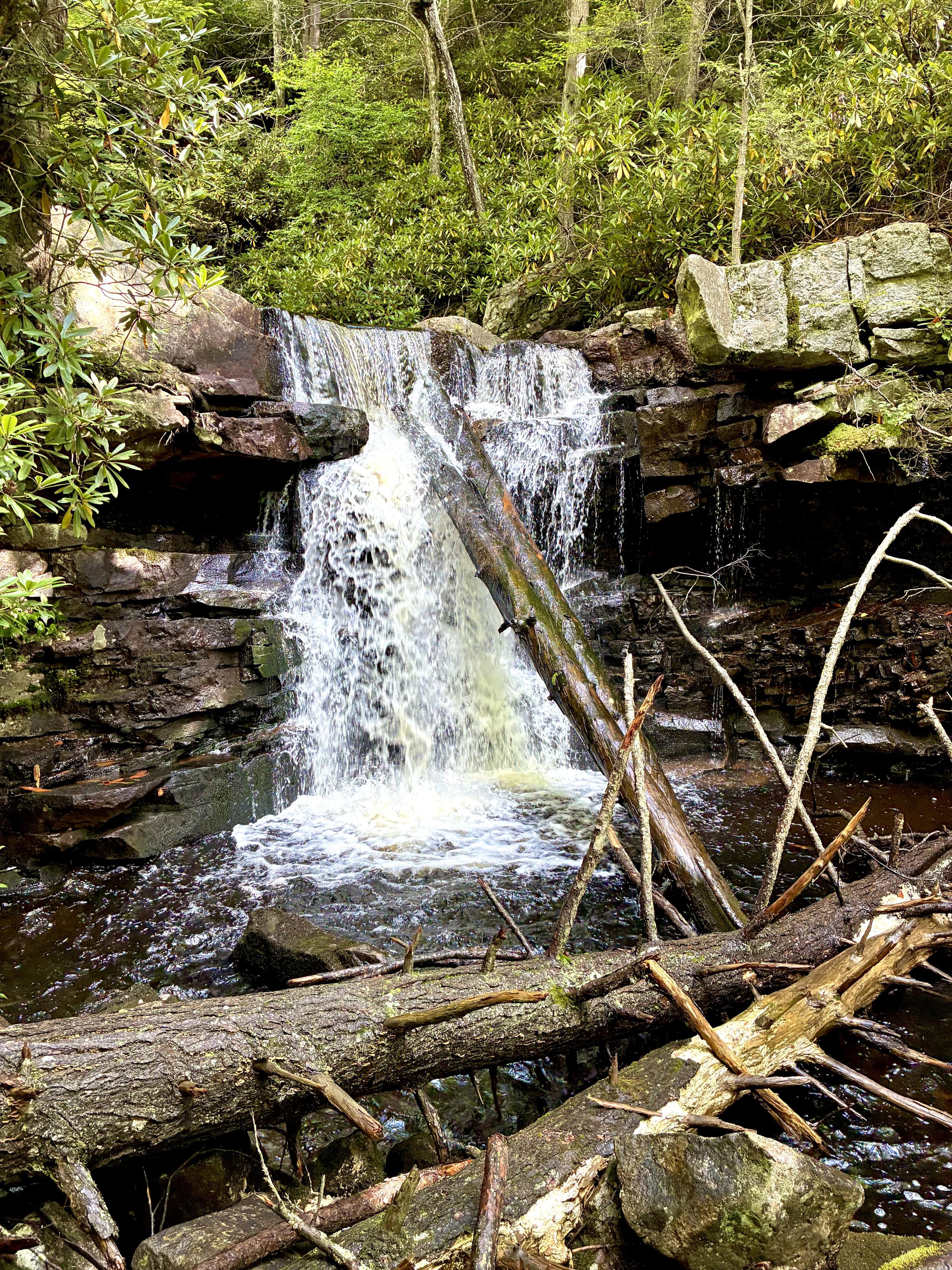 A woodland waterfall cascades over layered dark rocks into a small pool, surrounded by dense green foliage and large boulders. Fallen logs and branches crisscross the foreground and lean against the falls.
